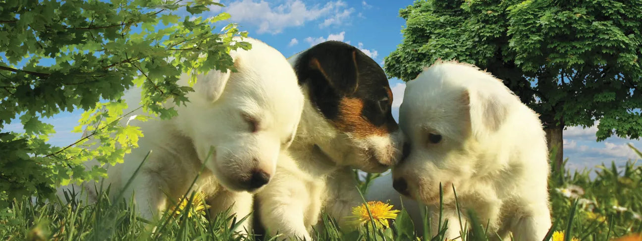 Animal art bookmark/ruler with three puppies hugging design