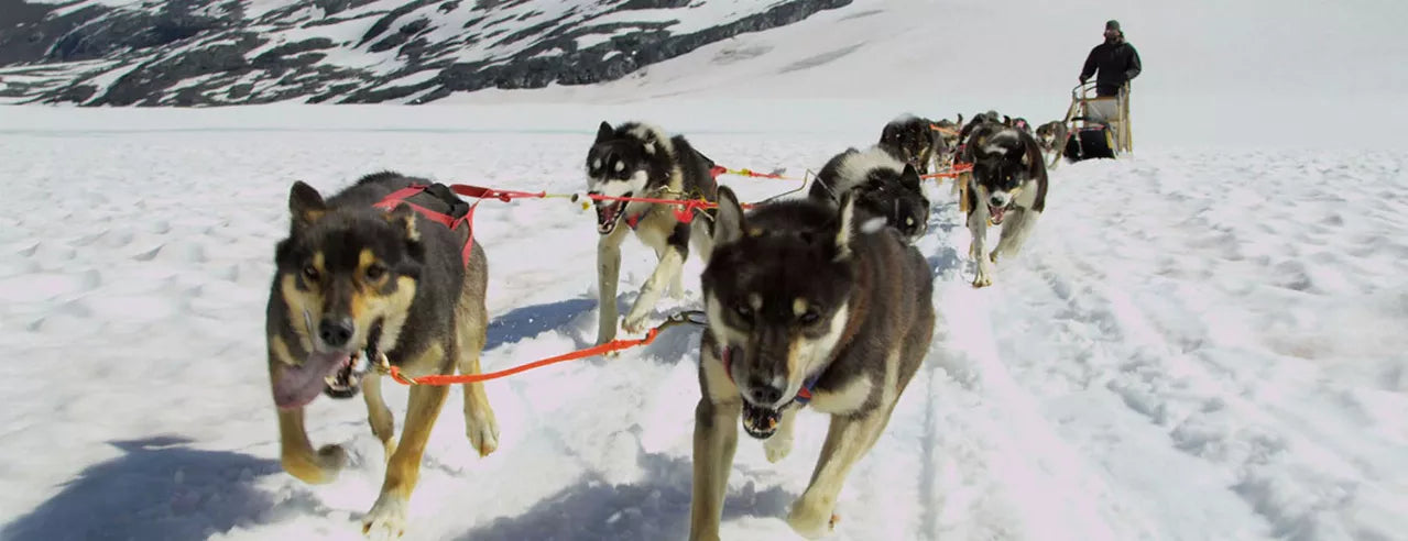 Dog sled team animal art motion bookmark/ruler in snowy landscape