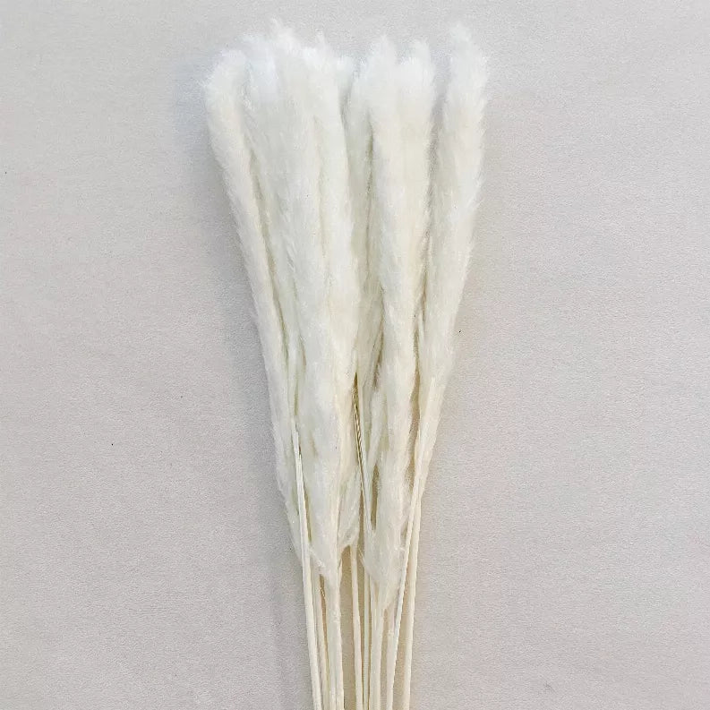 Dried pampas grass stems, ivory white plumes on long tan stems