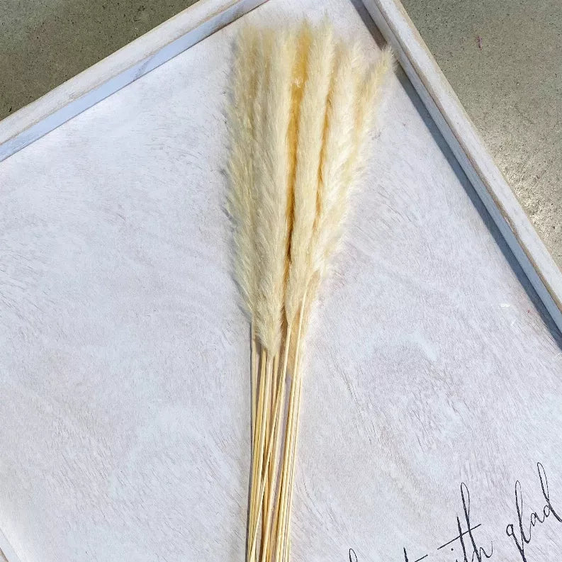 Pampas grass bundle with soft ivory plumes, long tan stems