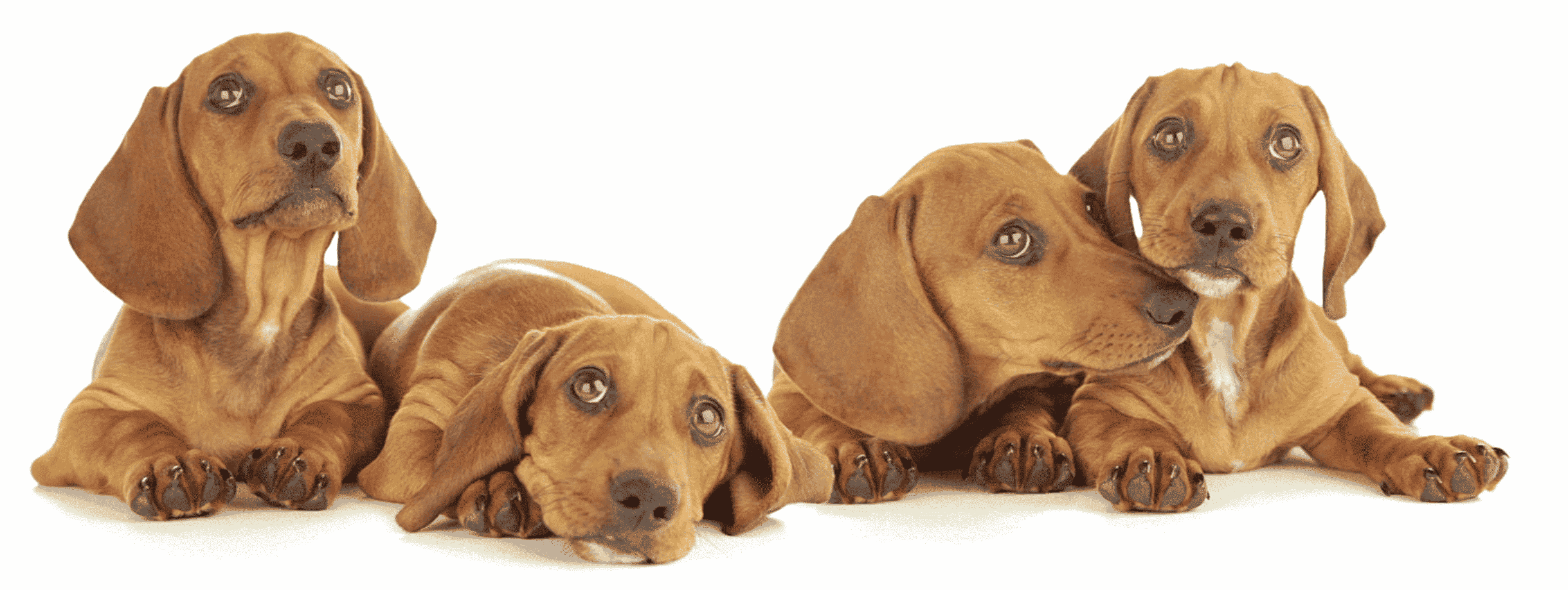 Four beagles lounging, dog-themed motion bookmark with 6-inch ruler art