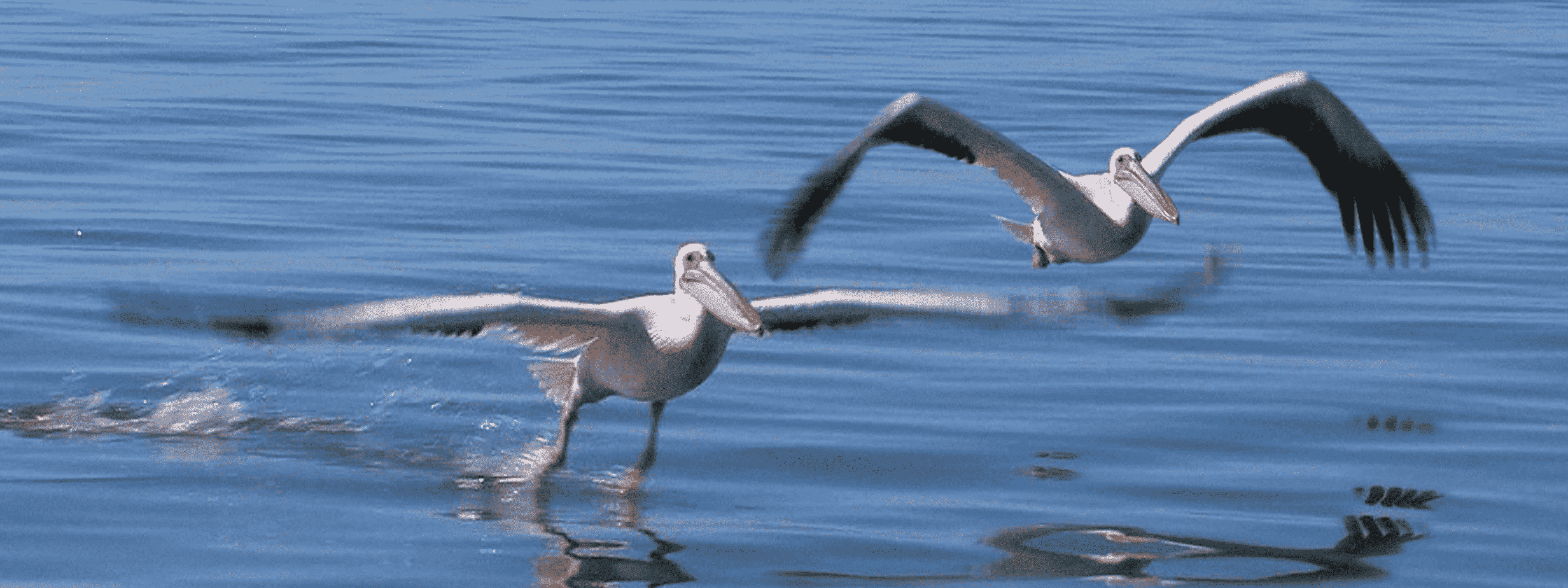 Pelican-themed animal art bookmark and 6-inch ruler, pelicans by water