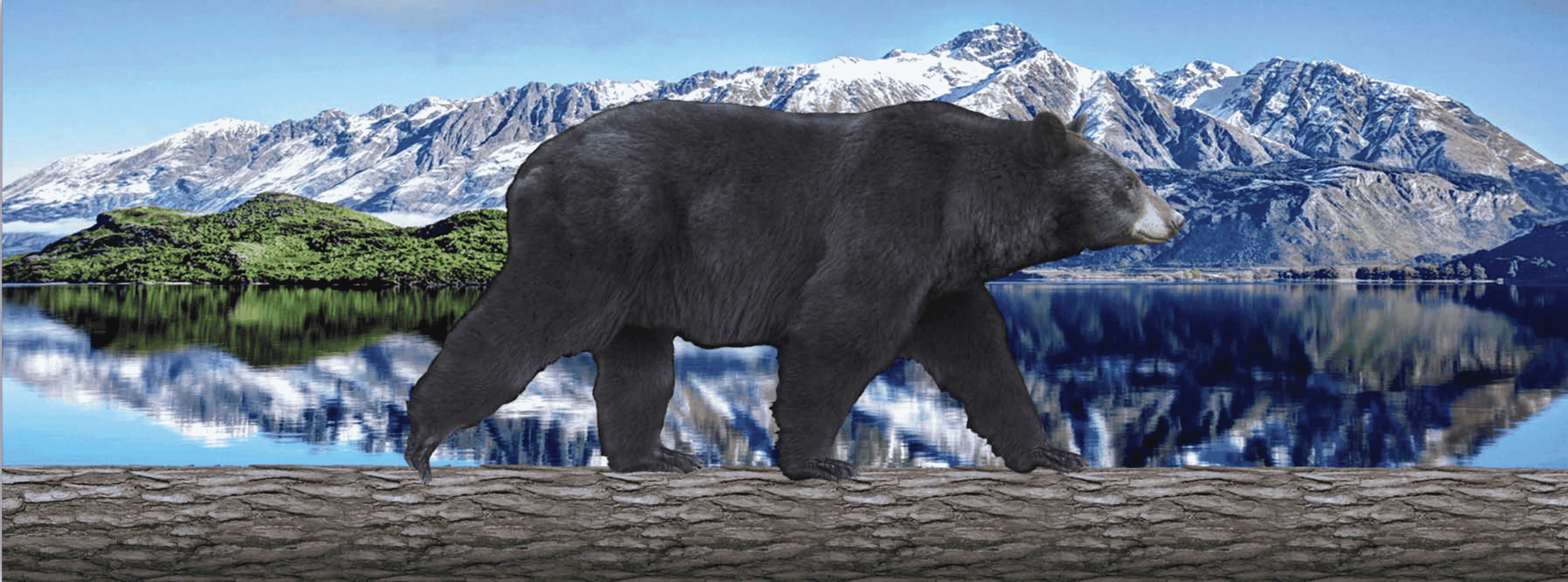 Walking bear profile graphic on a motion bookmark with 6-inch ruler design