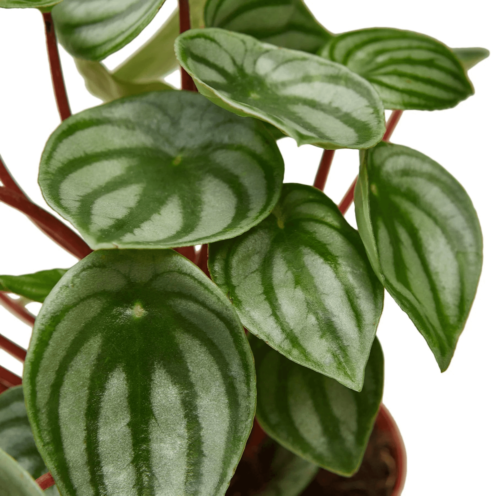 Close view of watermelon peperomia leaves with pale green stripes on dark stems