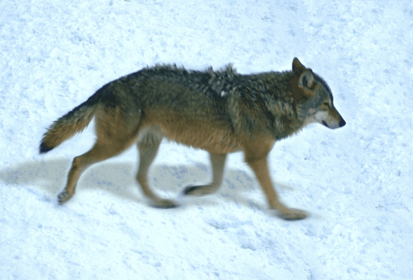 Wolf animal art motion magnet, standing side view with realistic fur detail.