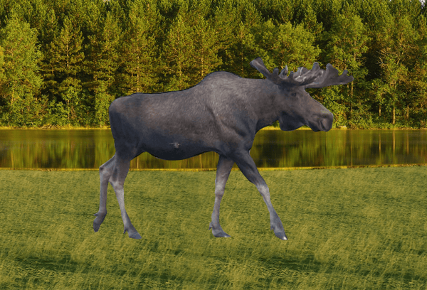 Moose motion magnet figure, gray standing with raised antlers
