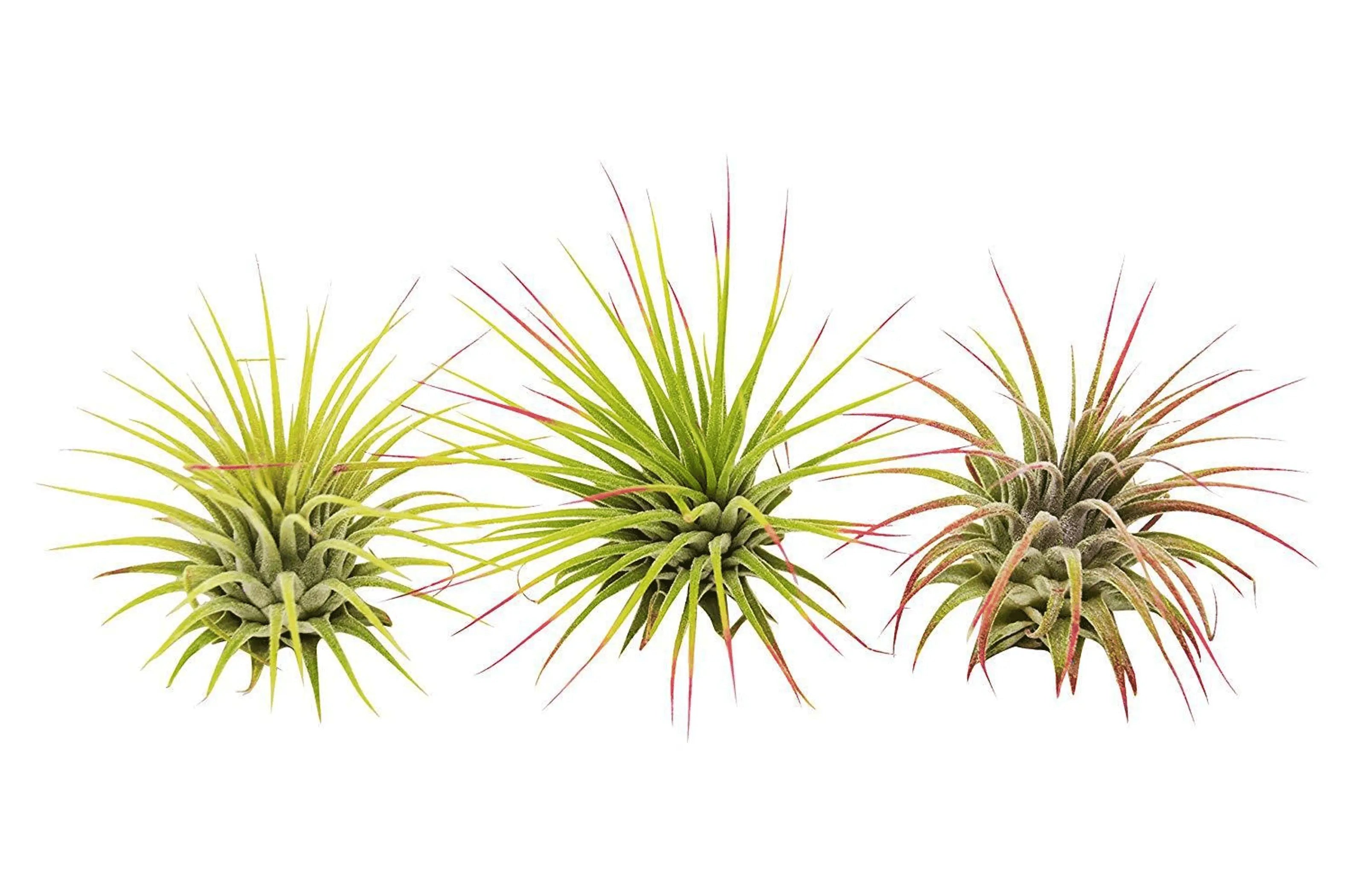 3 Ionantha Guatemala Air Plants / FREE Care Guide / Blooms House Plant Dropship