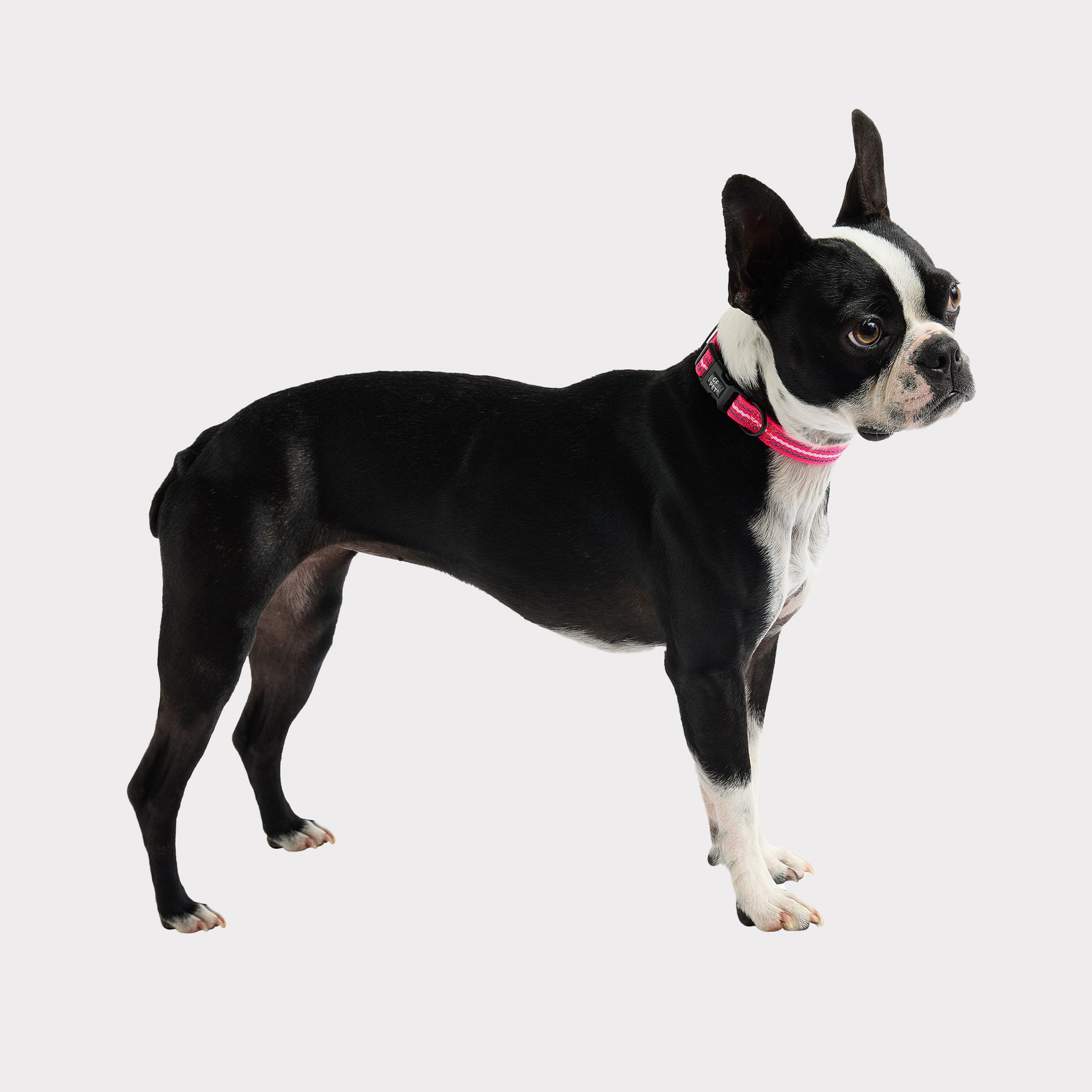 GF Pet  Reflective Collar Pets