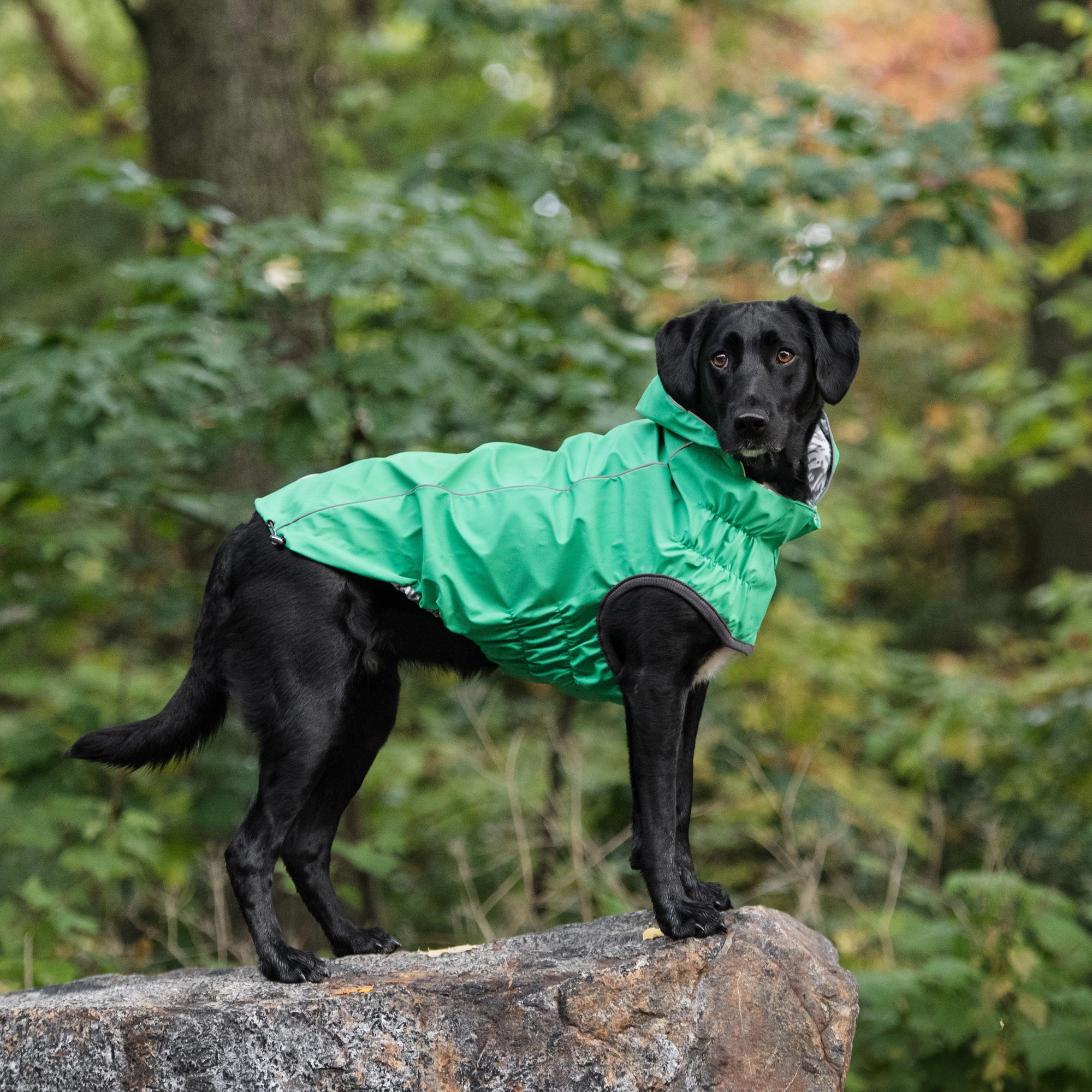 GF Pet Reversible ElastoFit Raincoat Pets