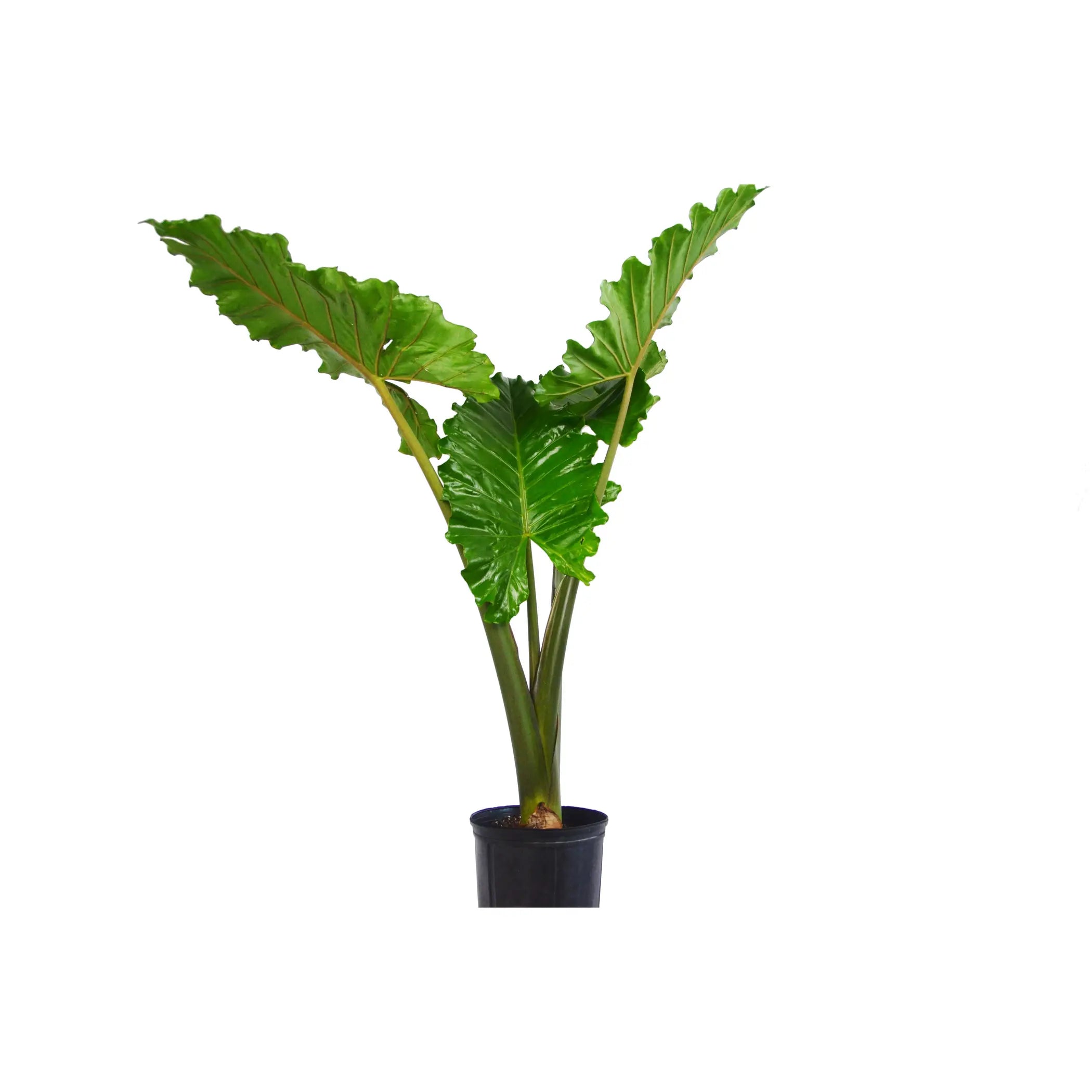 Alocasia Portora 'Elephant Ear' 3-4 ft Tall House Plant Dropship