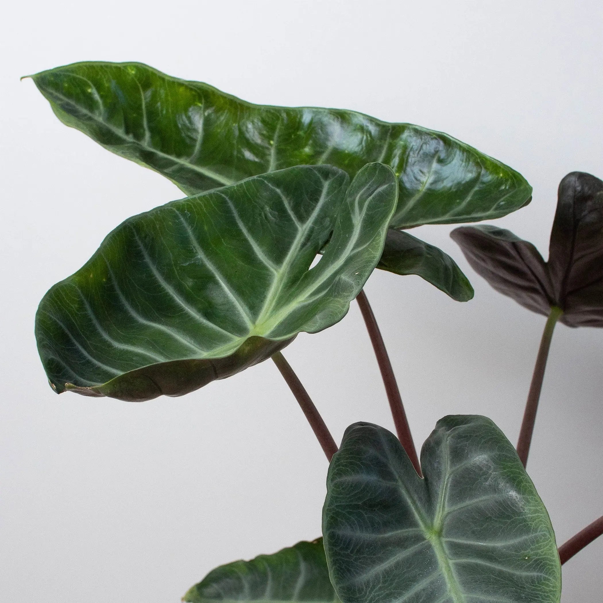 Alocasia 'Ebony' House Plant Dropship