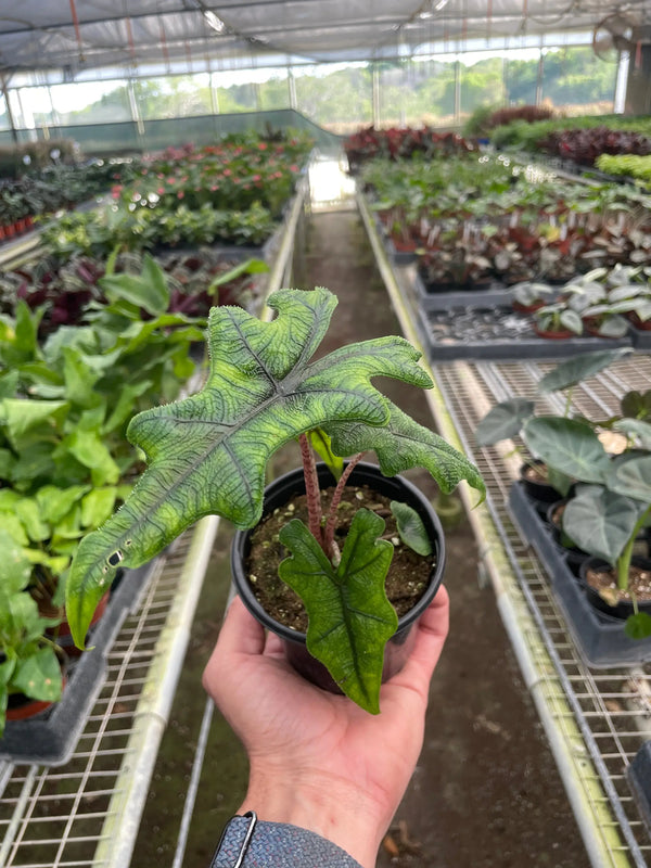 Alocasia 'Jacklyn' House Plant Wholesale