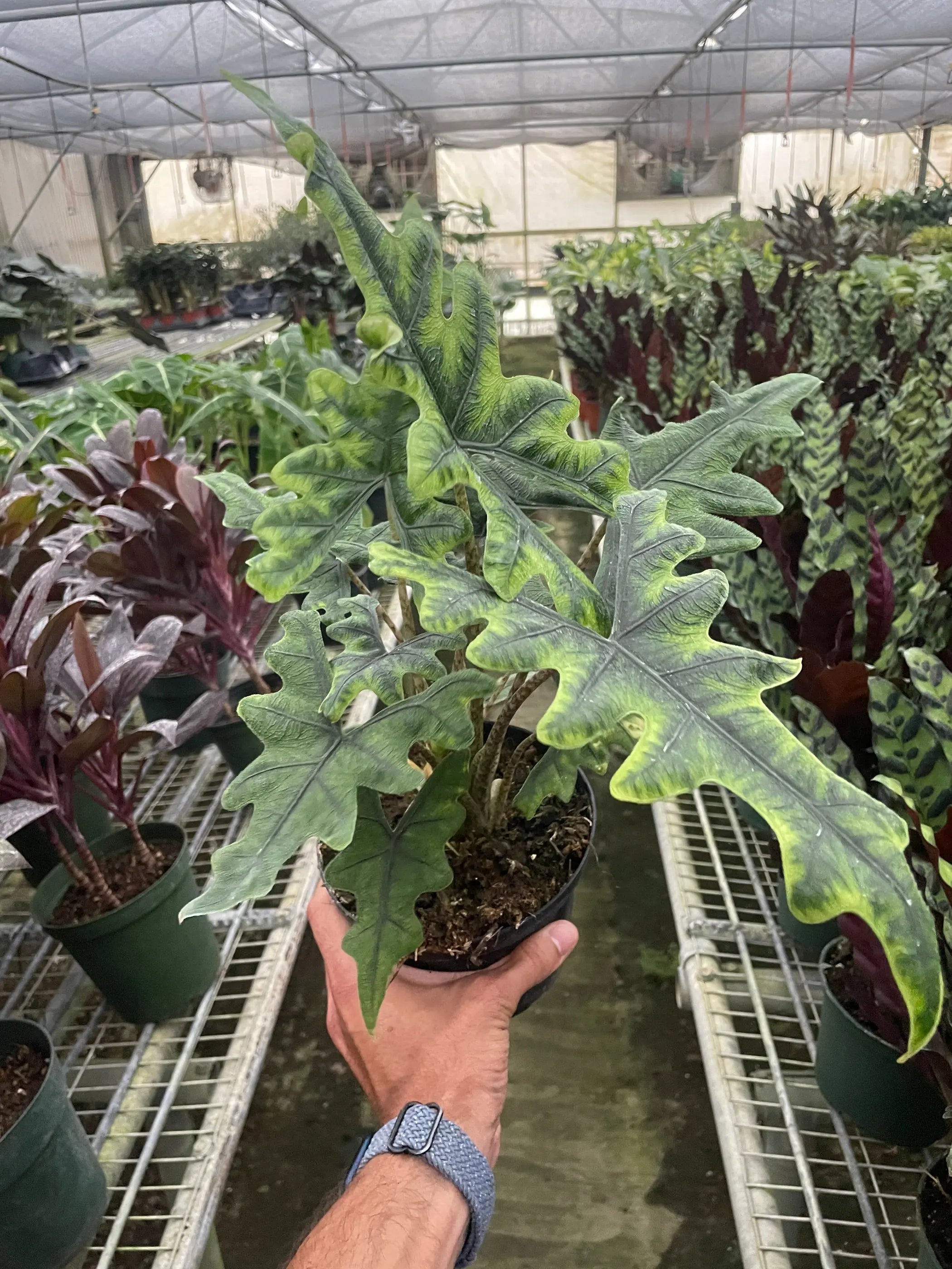 Alocasia 'Jacklyn' House Plant Wholesale