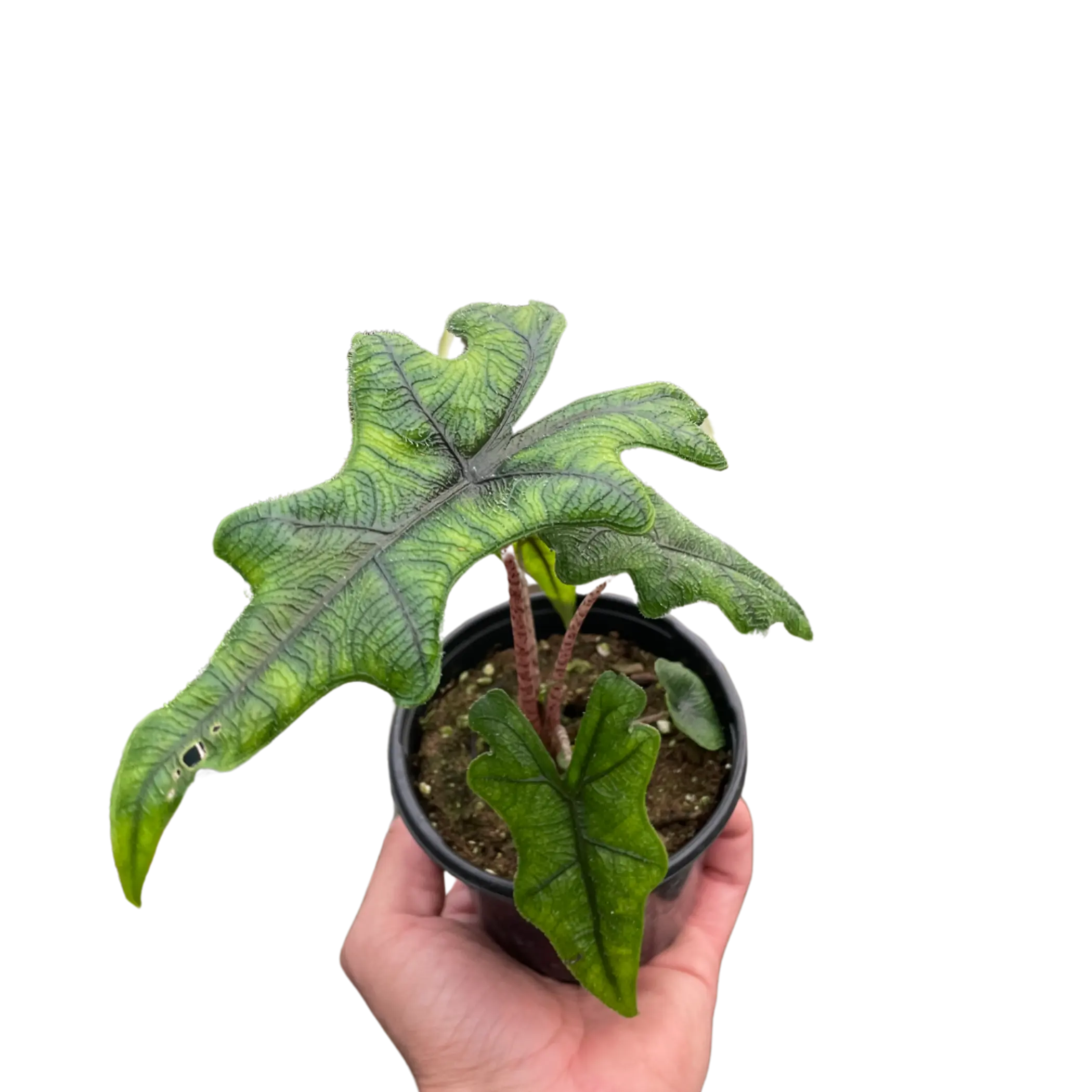 Alocasia 'Jacklyn' House Plant Wholesale