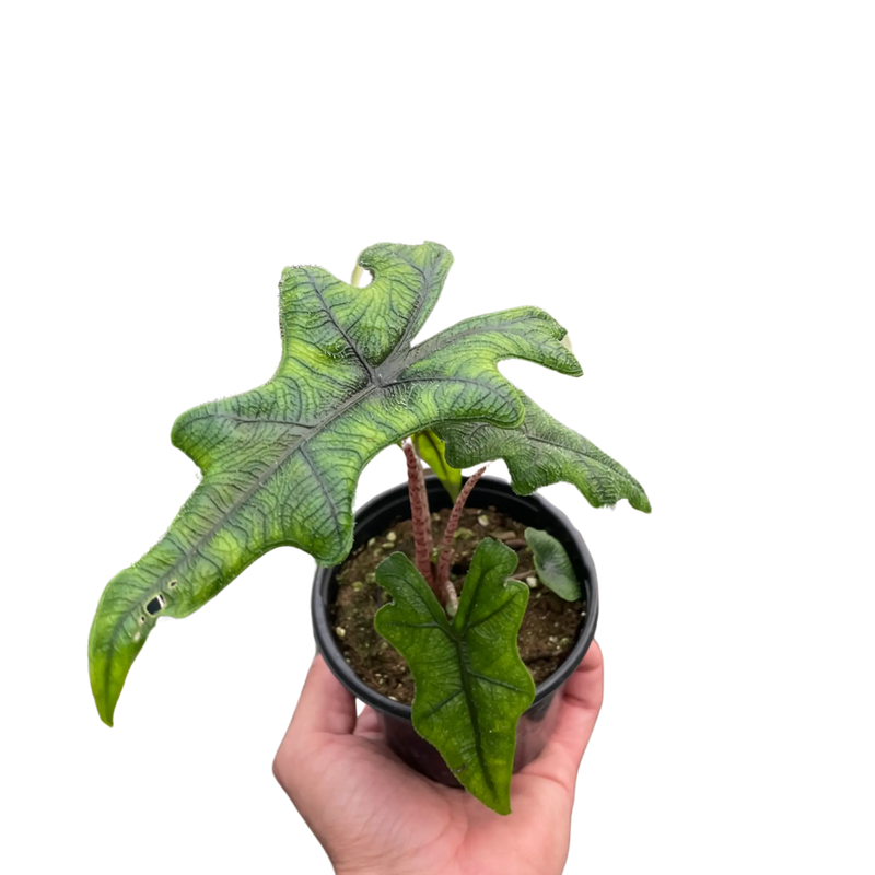 Alocasia 'Jacklyn' House Plant Wholesale
