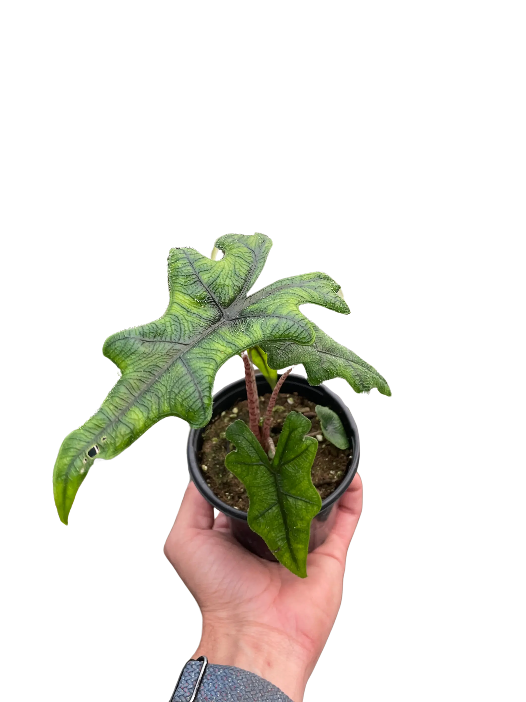 Alocasia 'Jacklyn' House Plant Wholesale