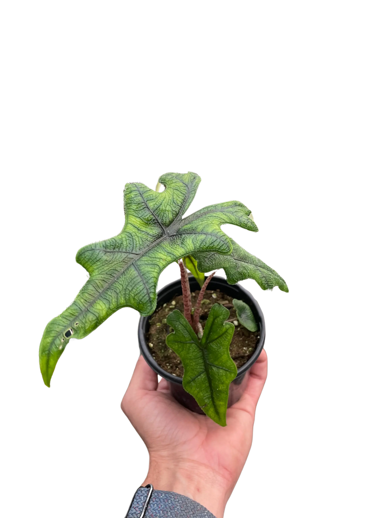 Alocasia 'Jacklyn' House Plant Wholesale