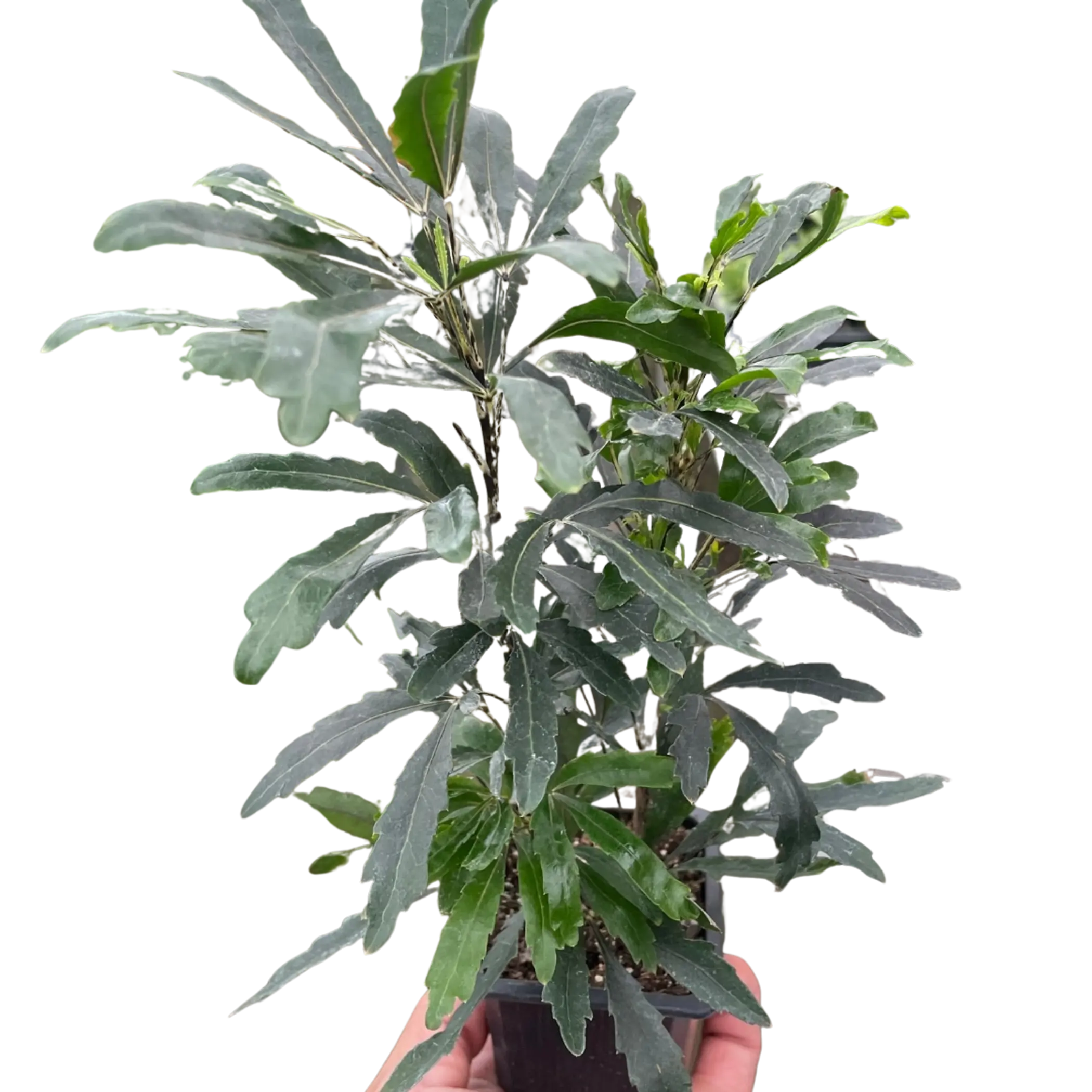 Aralia 'Green' House Plant Wholesale