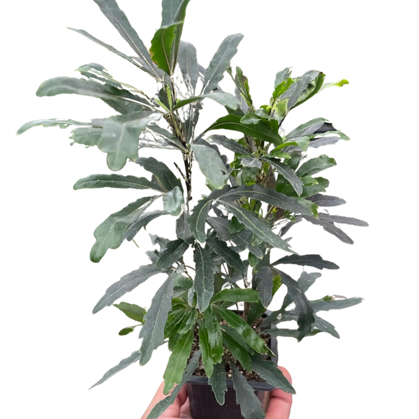 Aralia 'Green' House Plant Wholesale