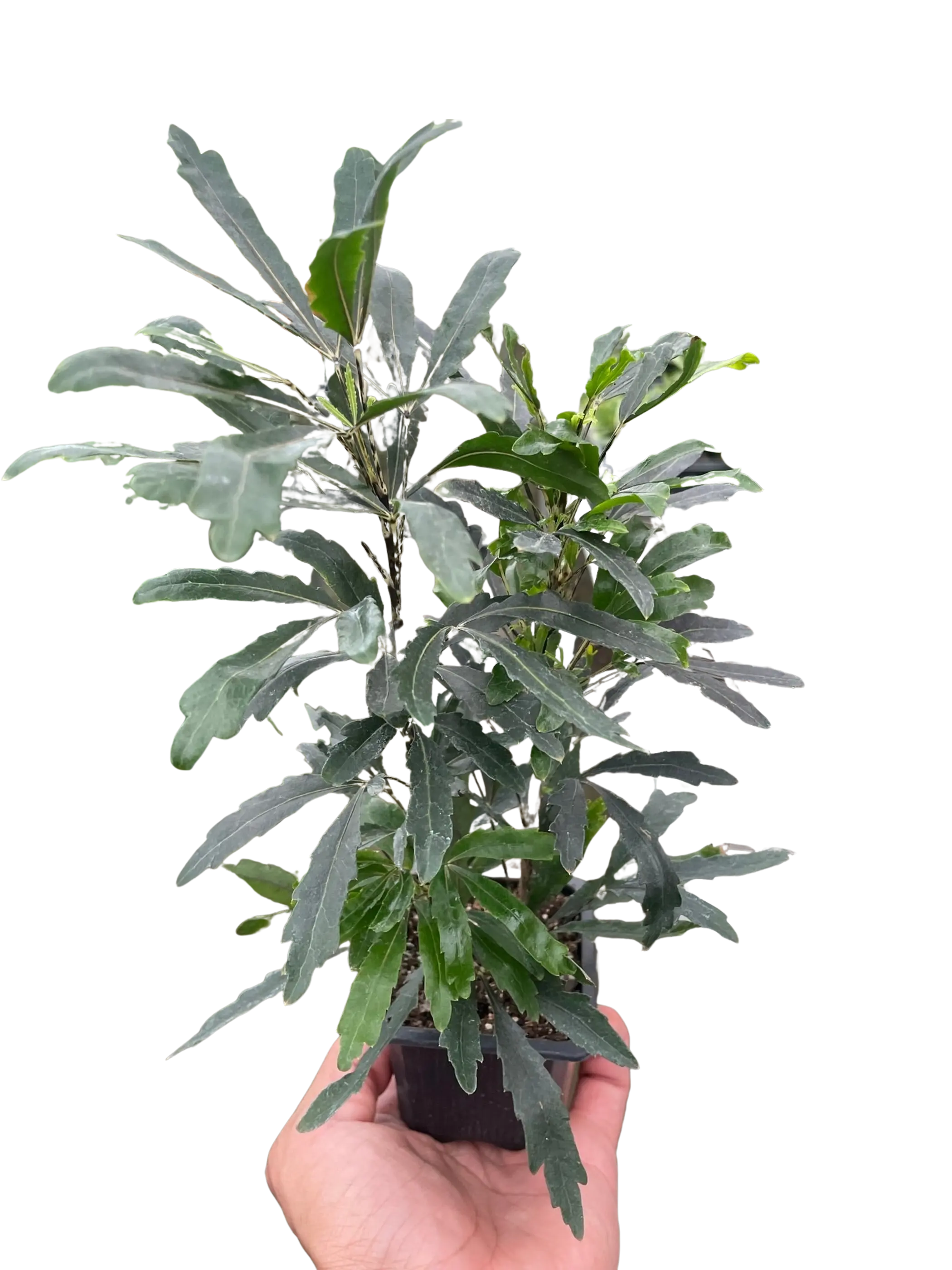 Aralia 'Green' House Plant Wholesale