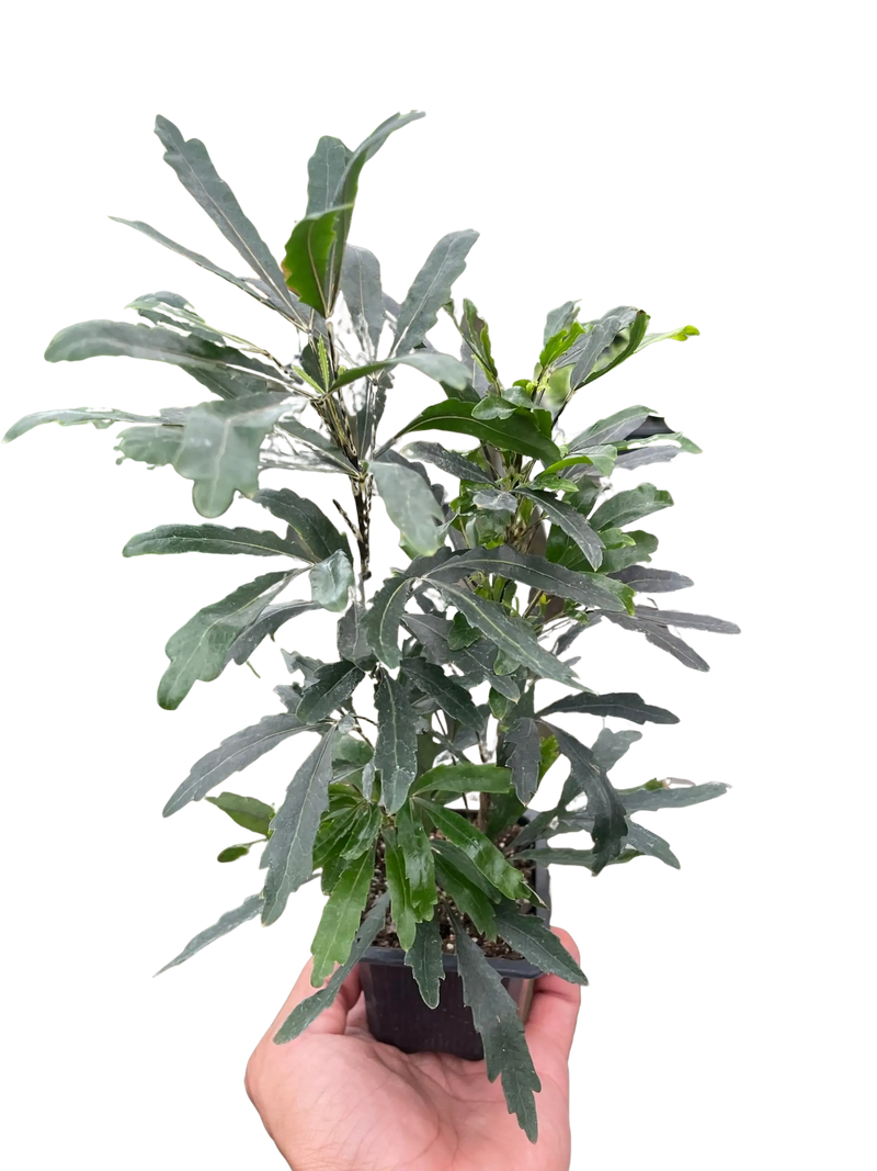 Aralia 'Green' House Plant Wholesale