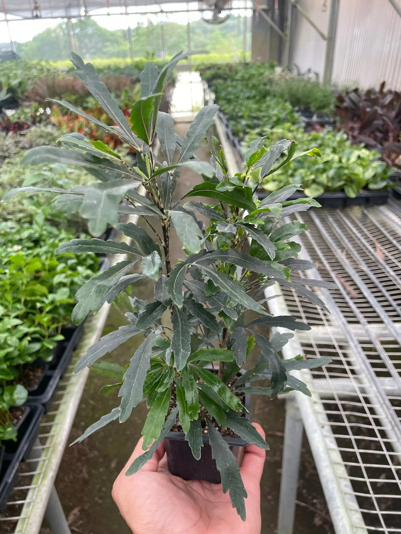Aralia 'Green' House Plant Wholesale