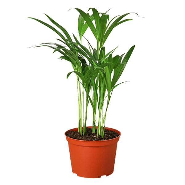 Areca Palm House Plant Wholesale
