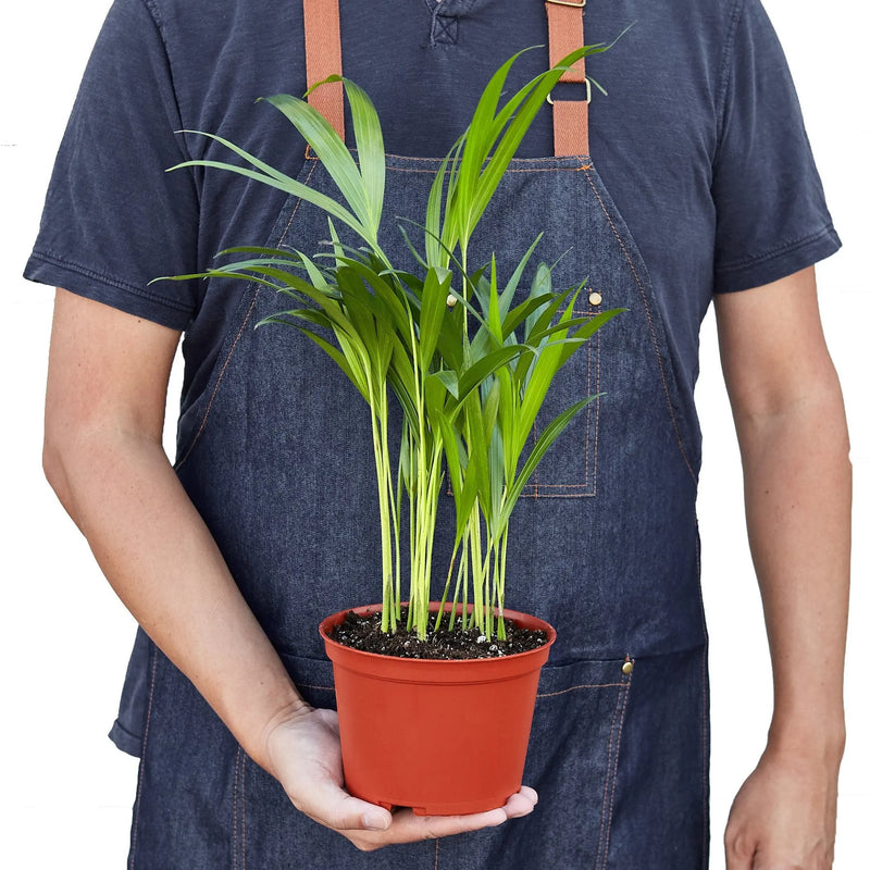 Areca Palm House Plant Wholesale