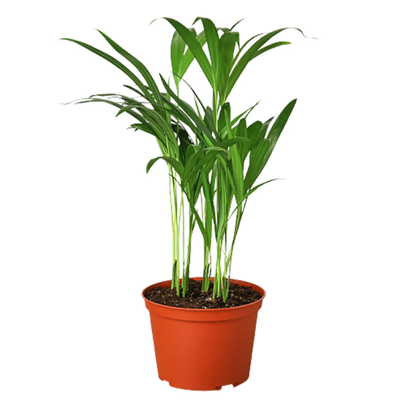 Areca Palm House Plant Wholesale