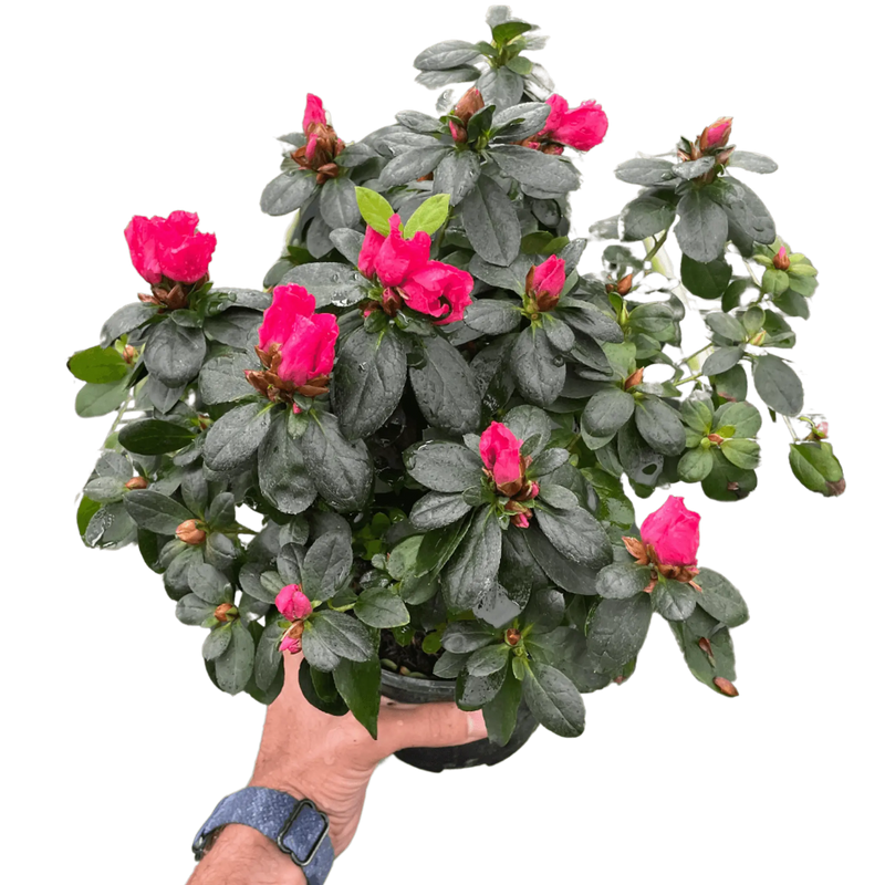 Azalea (Rhododendron) House Plant Wholesale