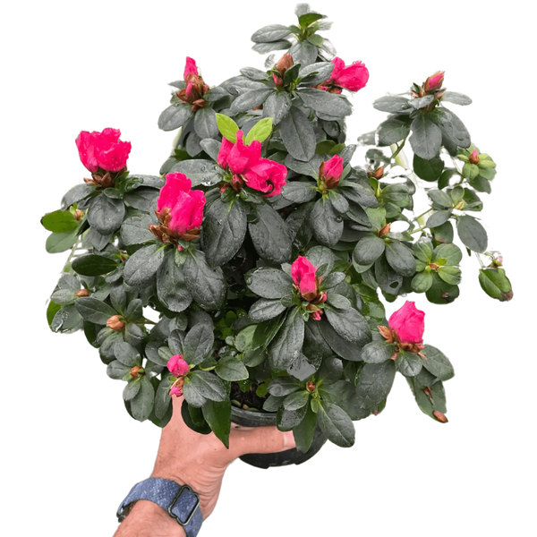 Azalea (Rhododendron) House Plant Wholesale