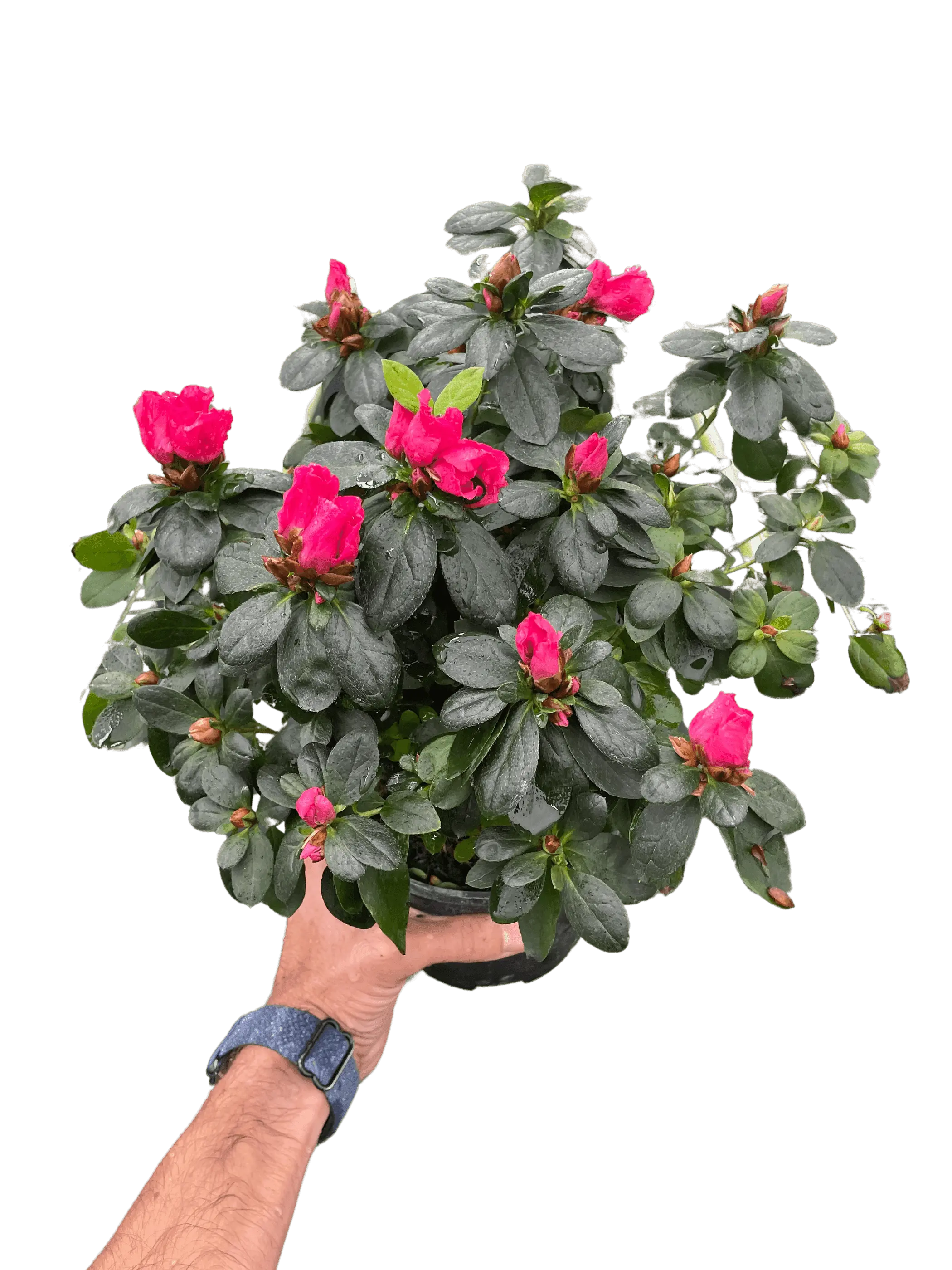 Azalea (Rhododendron) House Plant Wholesale