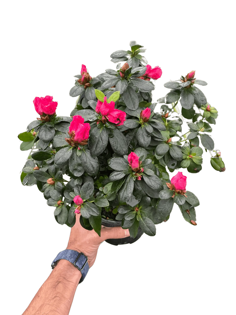 Azalea (Rhododendron) House Plant Wholesale