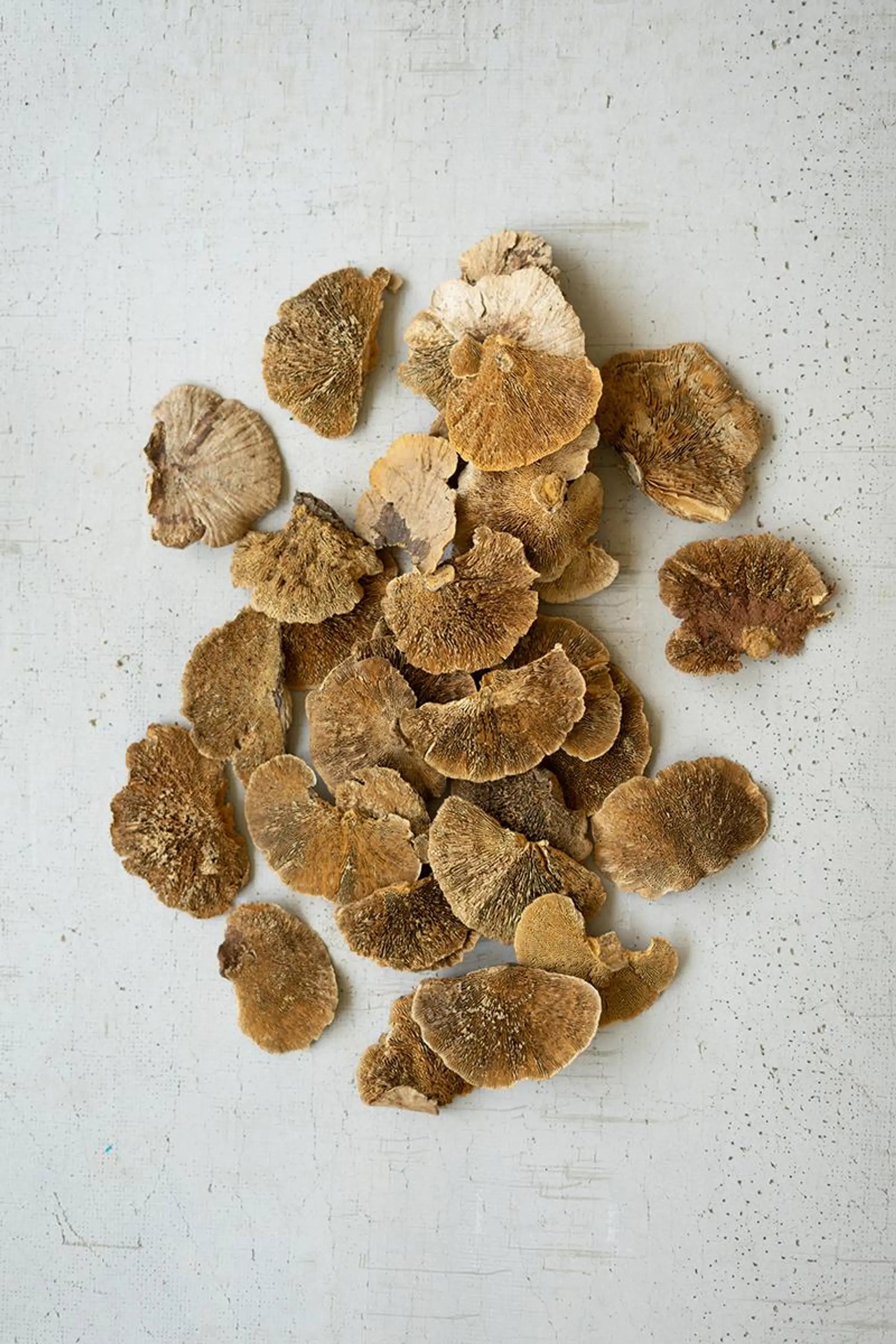 BAG OF 48 DRIED SPONGE MUSHROOMS Kalalou