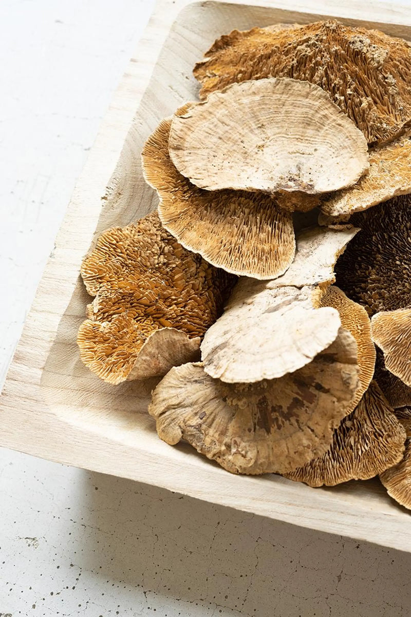 BAG OF 48 DRIED SPONGE MUSHROOMS Kalalou