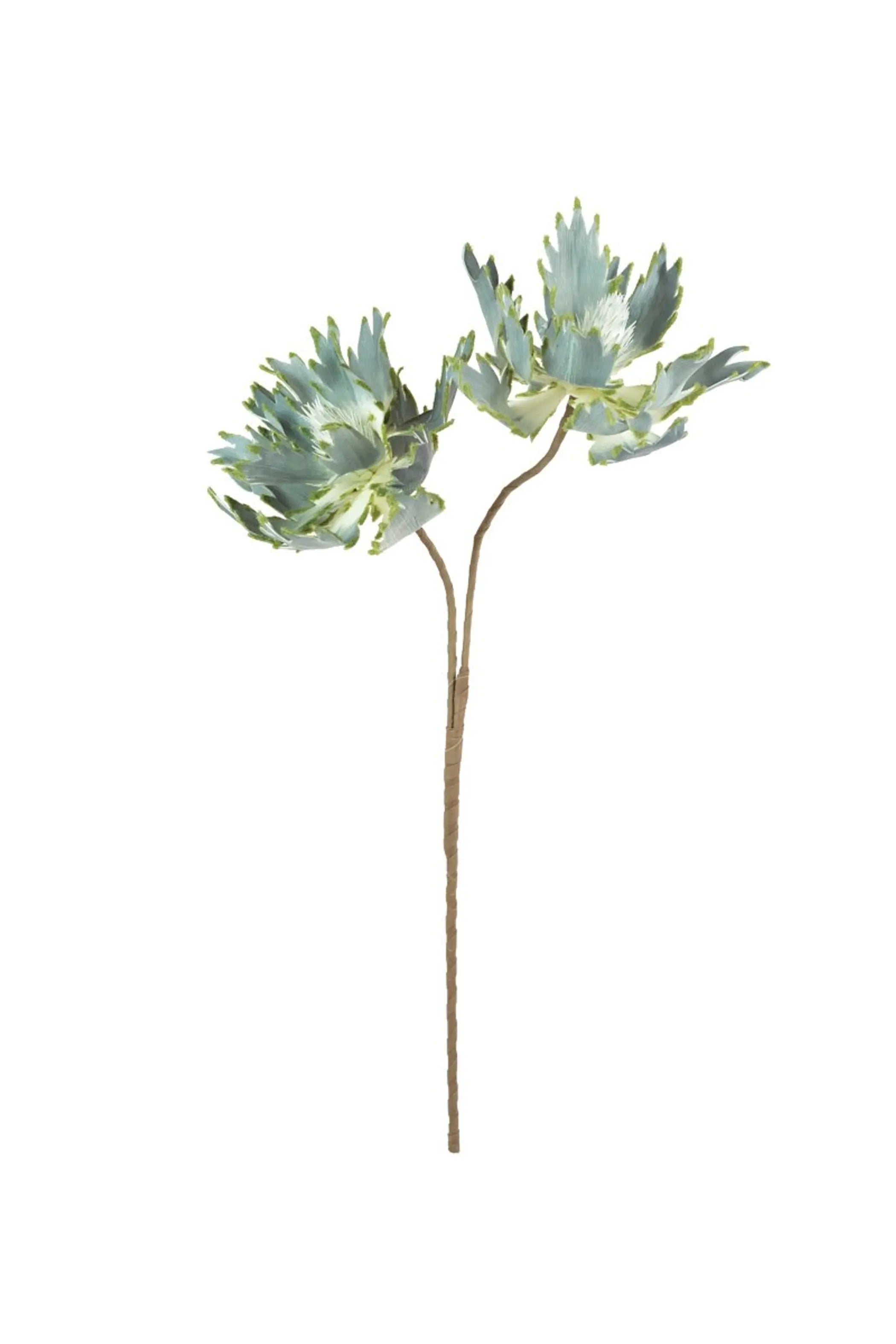 BOTANICA #2541 Kalalou