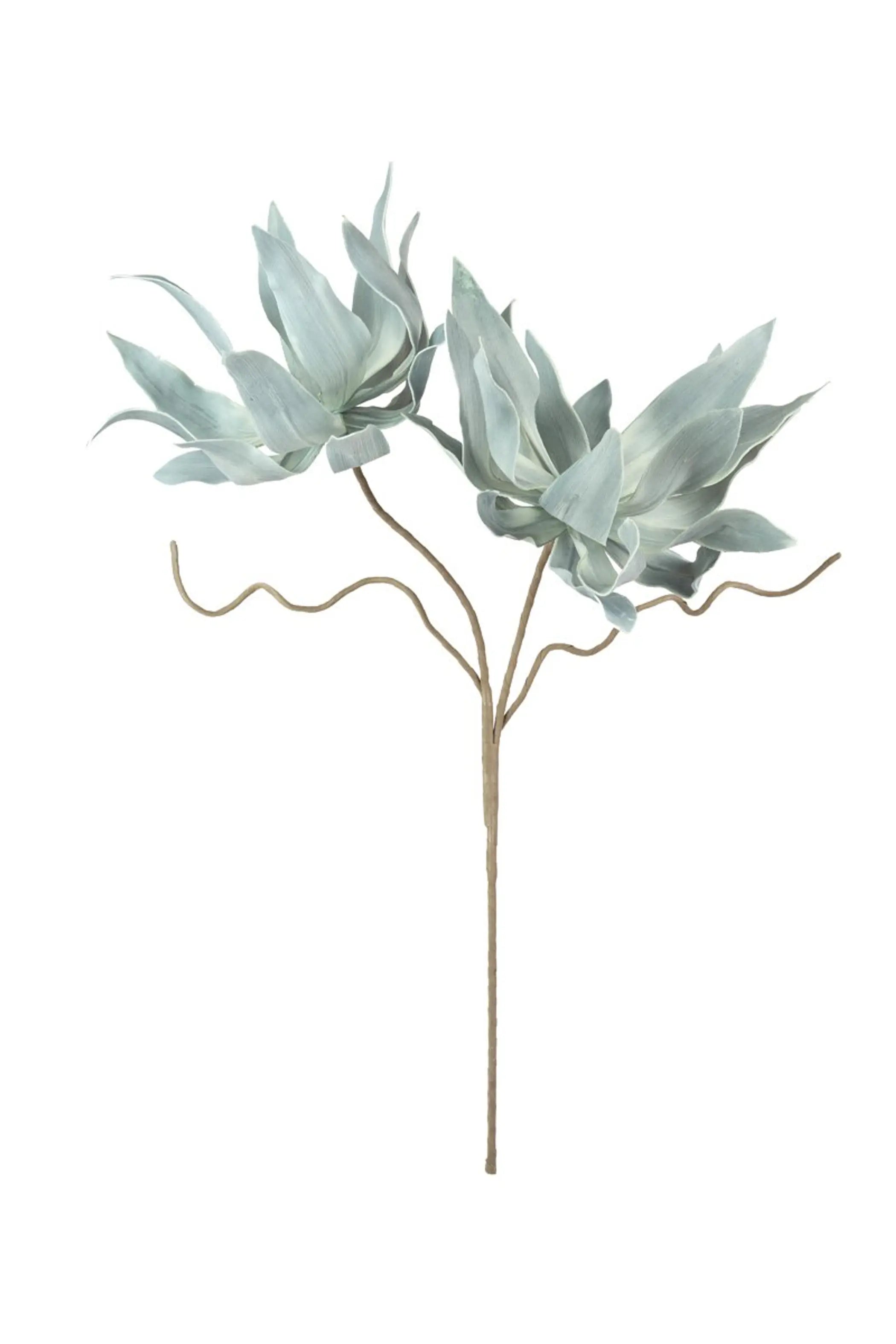 BOTANICA #2547 Kalalou