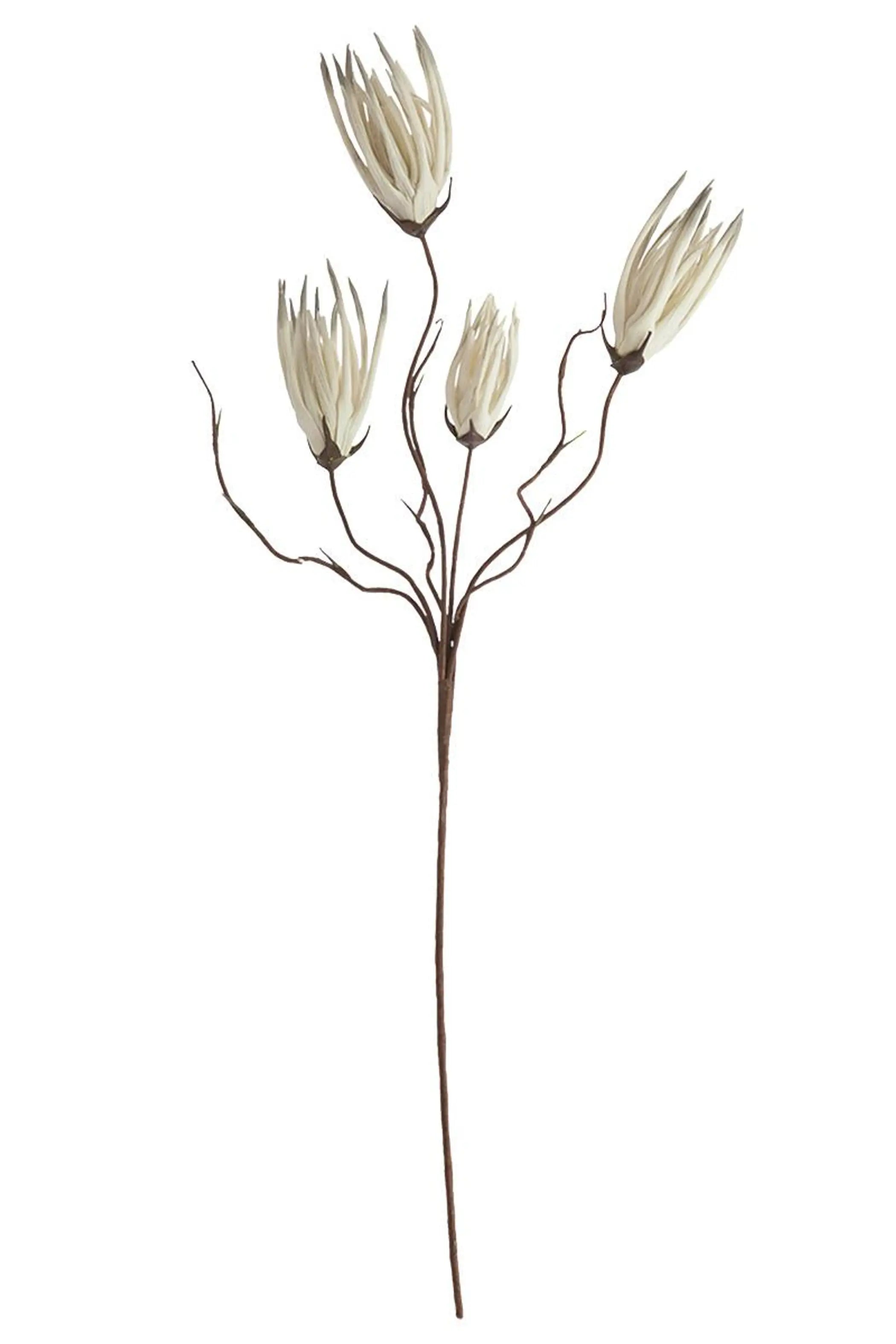 BOTANICA #502 Kalalou