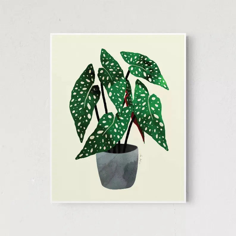 Begonia Maculata The Crafted Prints