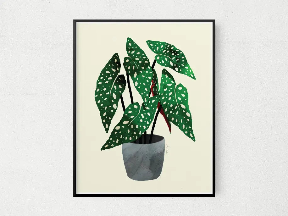 Begonia Maculata The Crafted Prints