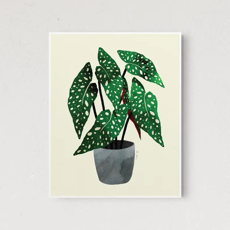 Begonia Maculata The Crafted Prints