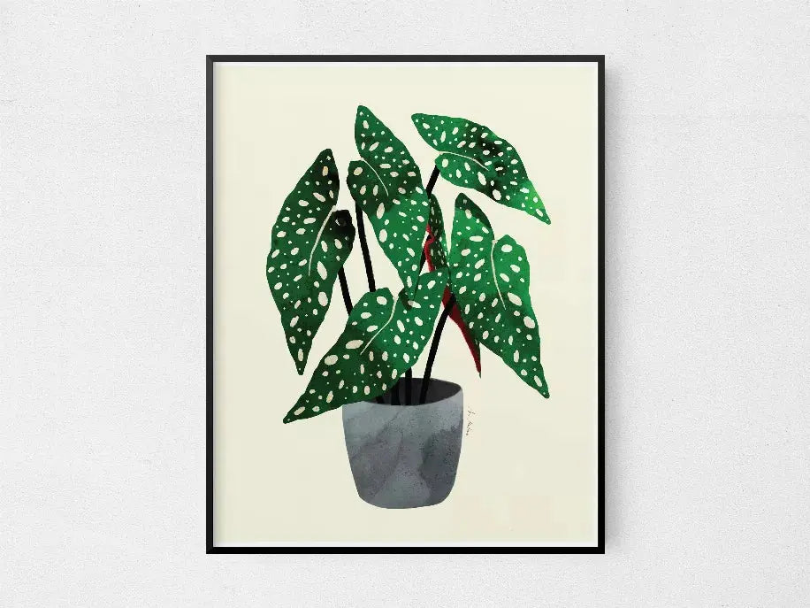 Begonia Maculata The Crafted Prints