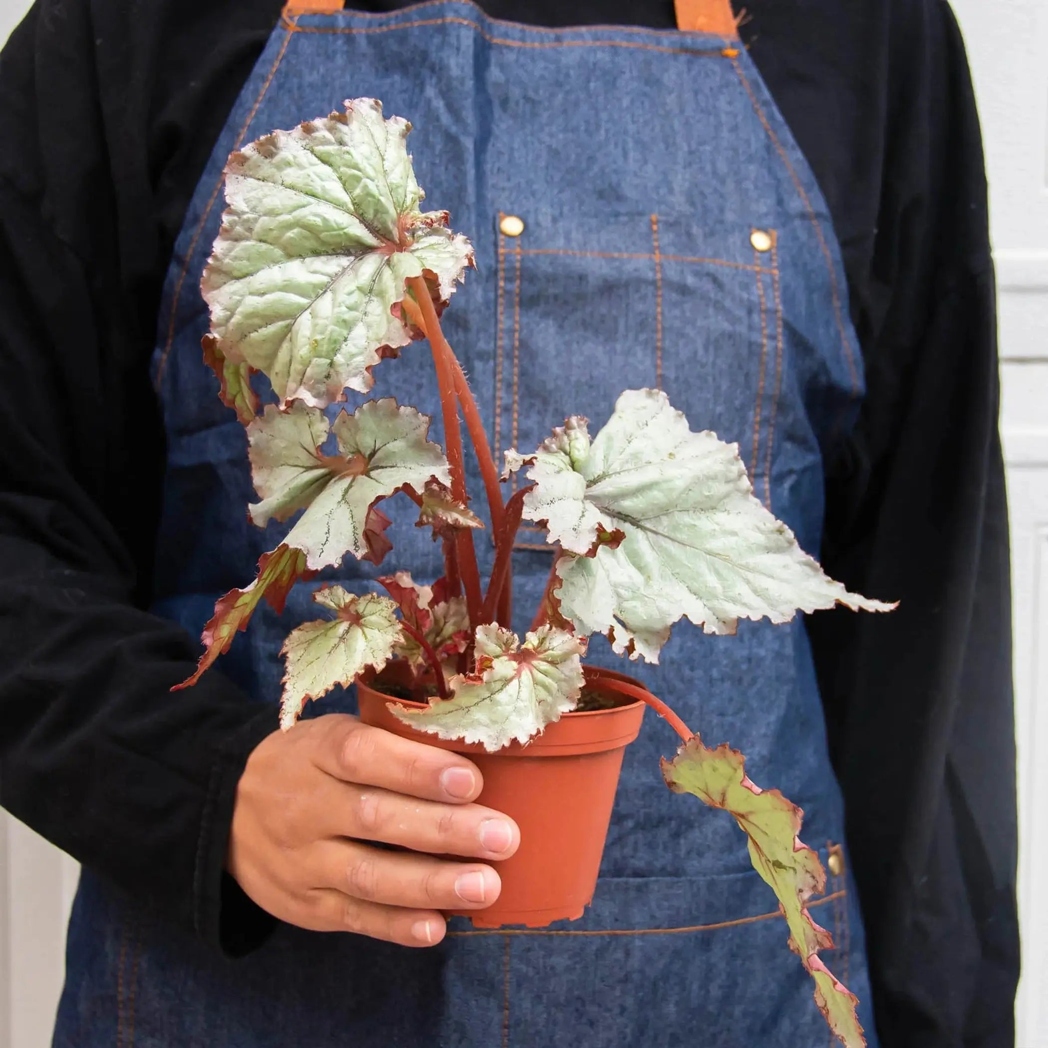 Begonia 'Rex' - 4 Pack Variety House Plant Wholesale