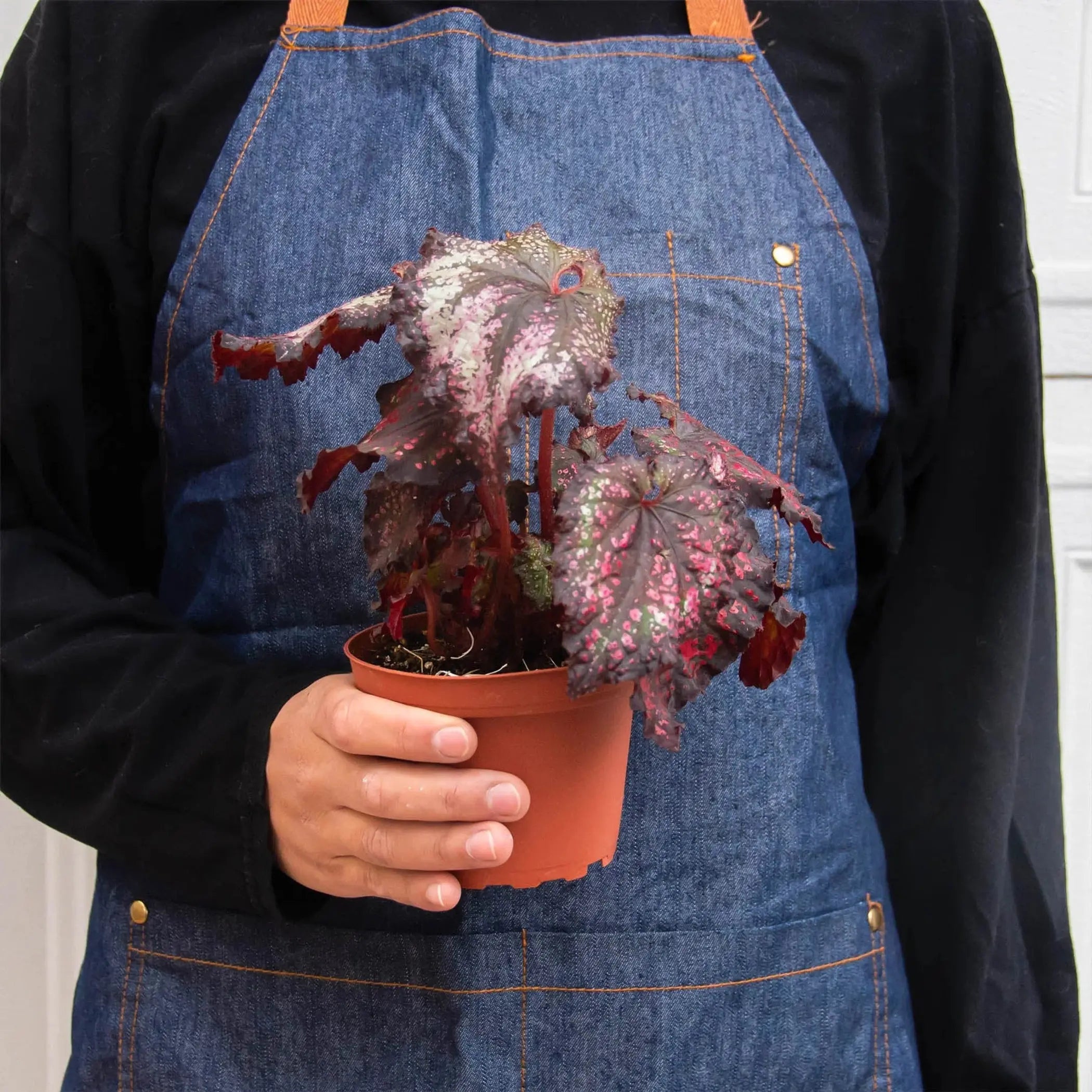 Begonia 'Rex' - 4 Pack Variety House Plant Wholesale