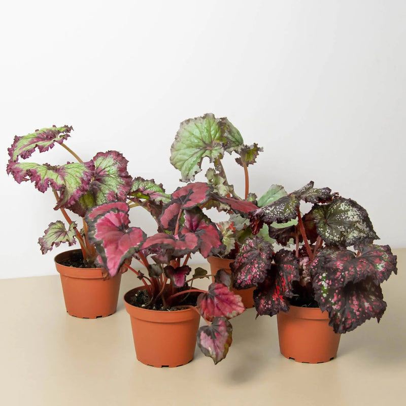 Begonia 'Rex' - 4 Pack Variety House Plant Wholesale