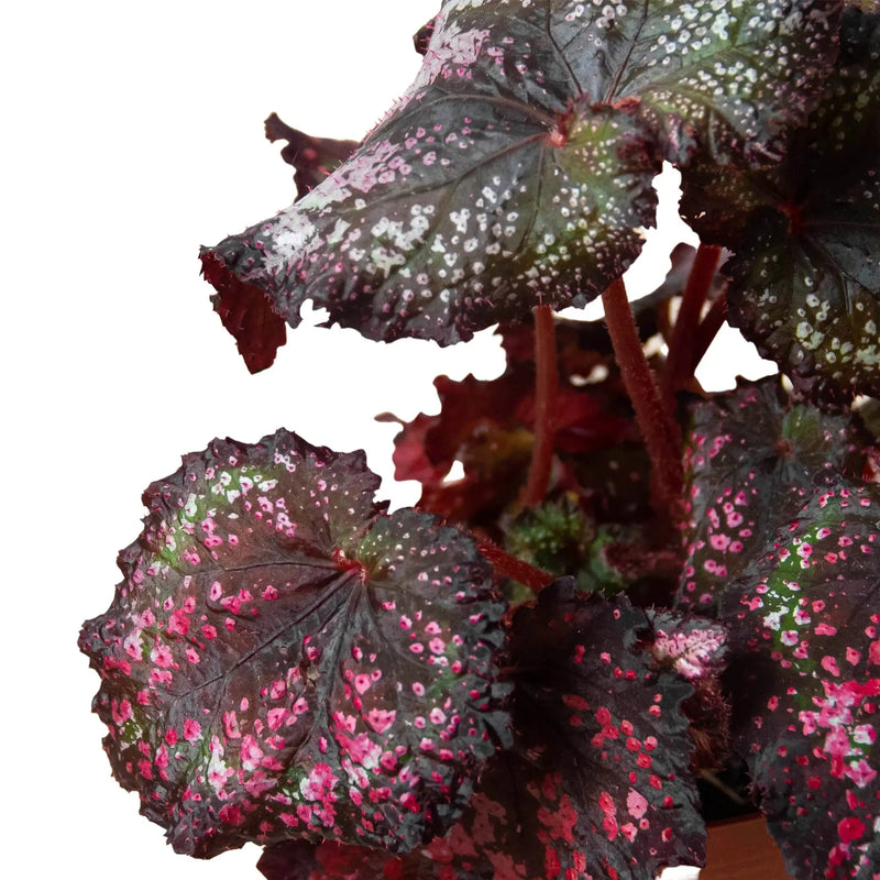 Begonia 'Rex' - 4 Pack Variety House Plant Wholesale