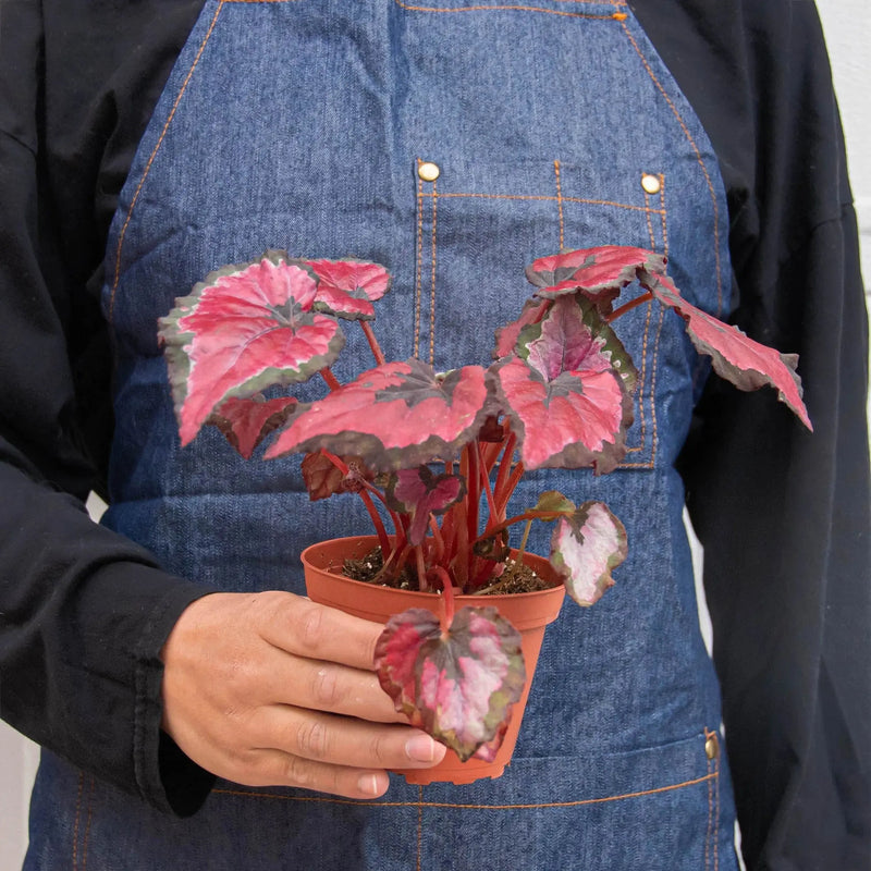 Begonia 'Rex' - 4 Pack Variety House Plant Wholesale