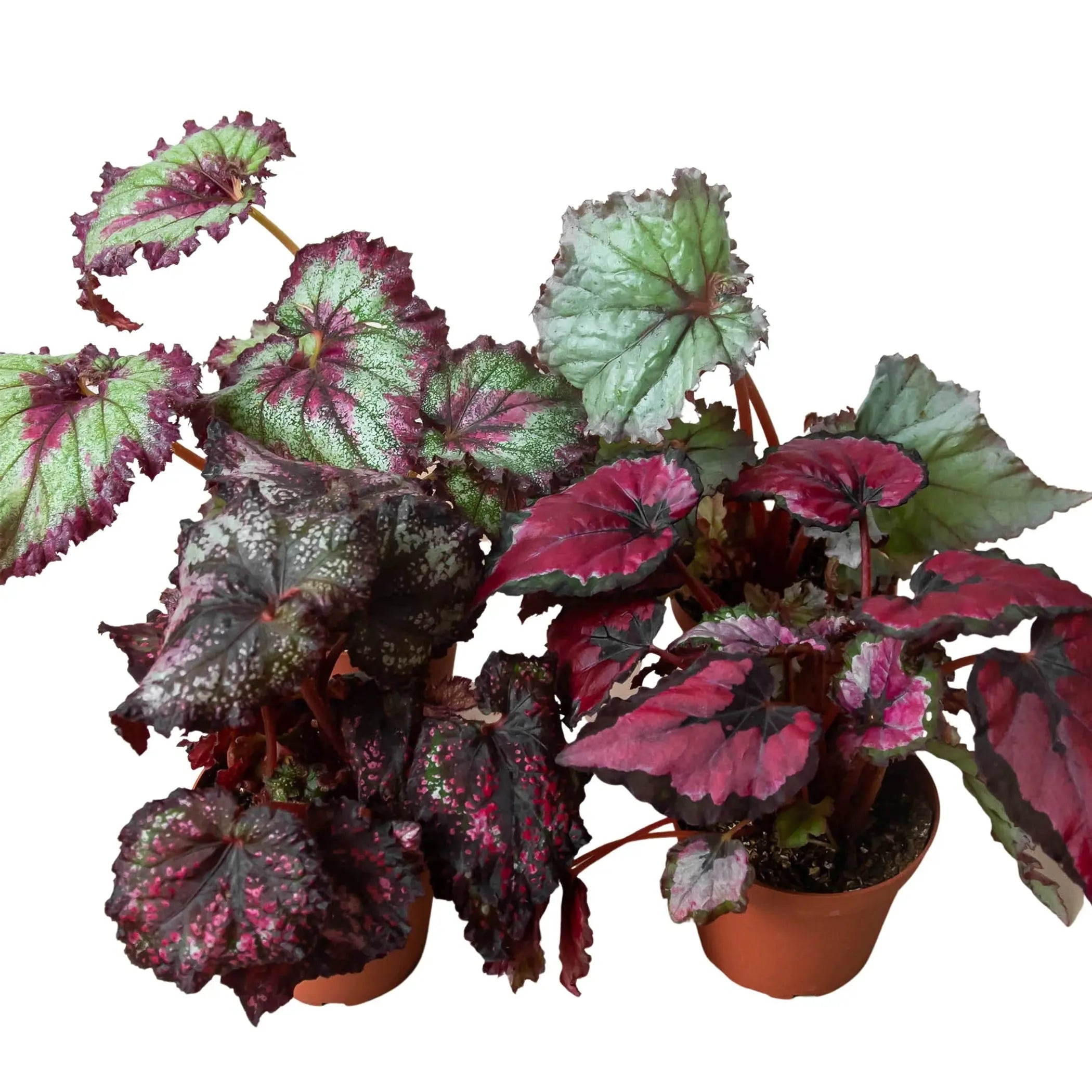Begonia 'Rex' - 4 Pack Variety House Plant Wholesale