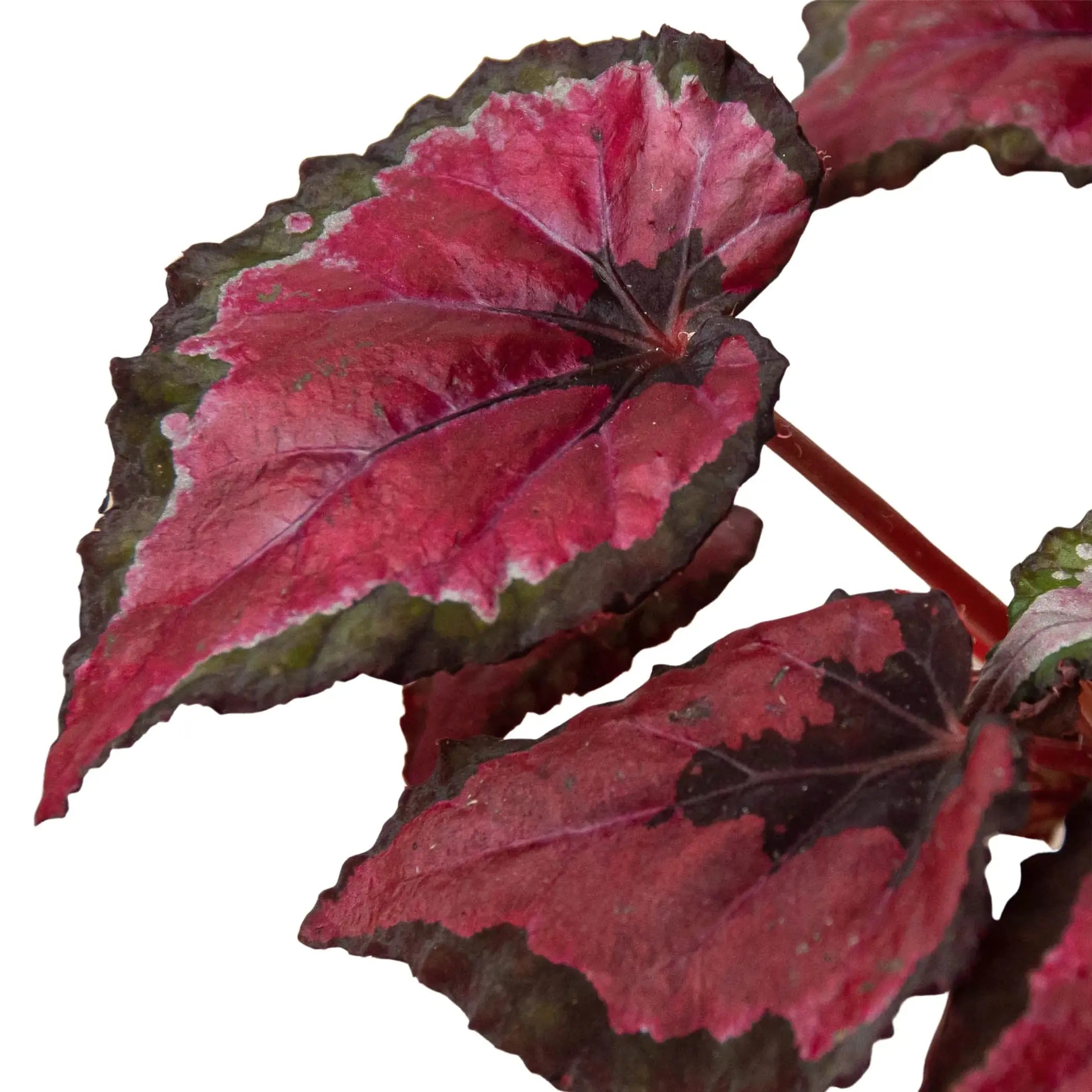 Begonia 'Rex' - 4 Pack Variety House Plant Wholesale