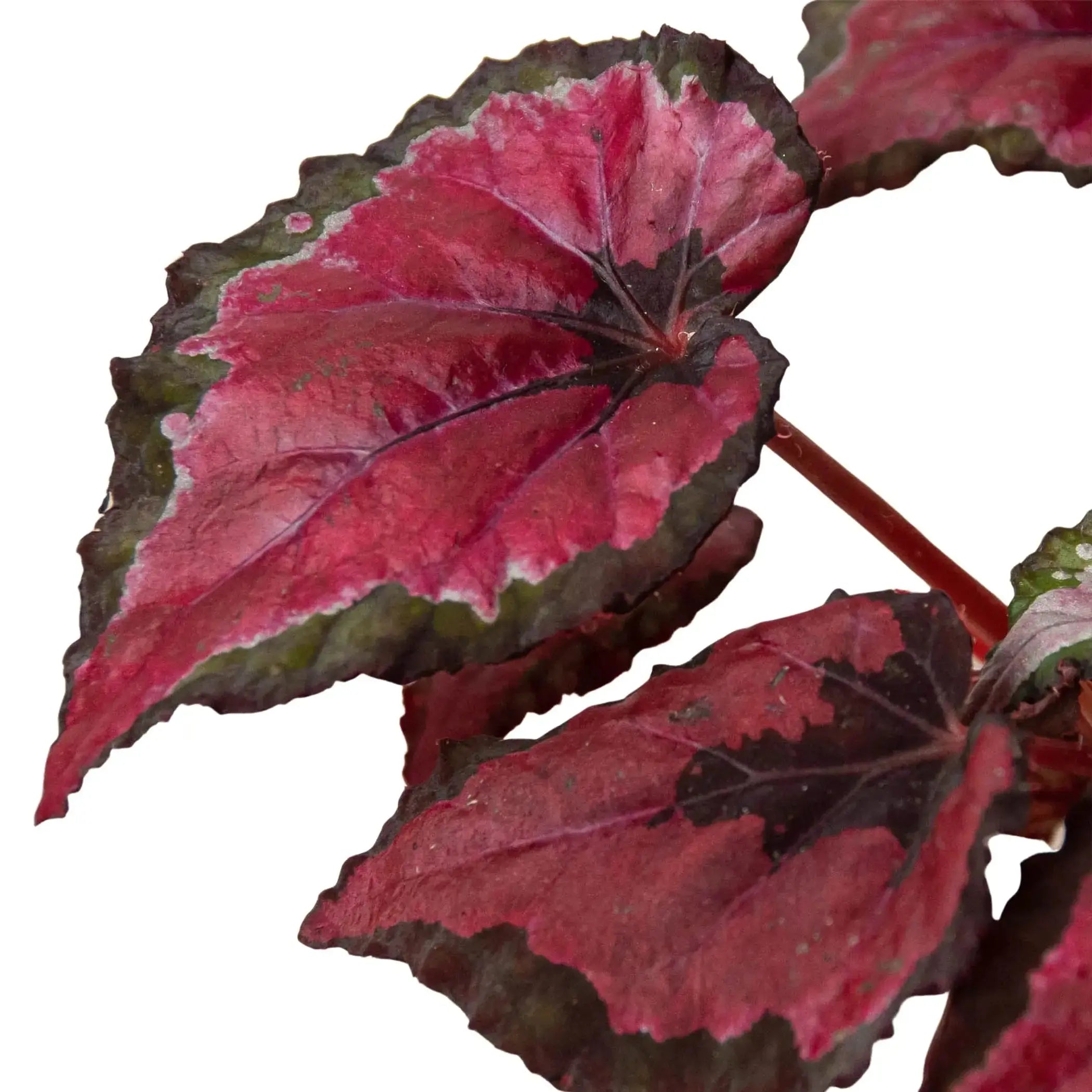Begonia 'Rex' - 4 Pack Variety House Plant Wholesale
